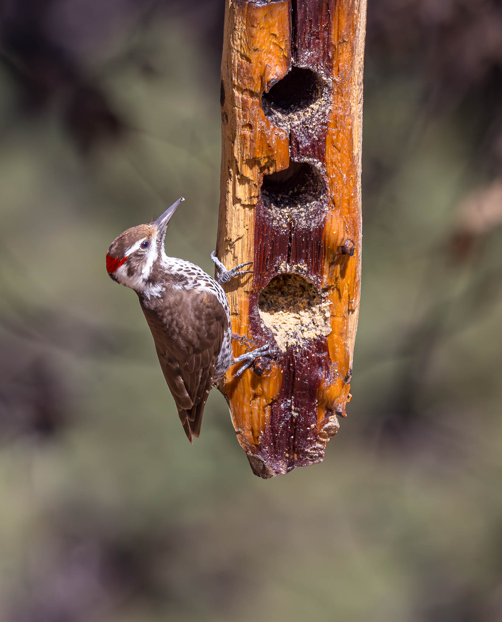 Arizona Woodpecker