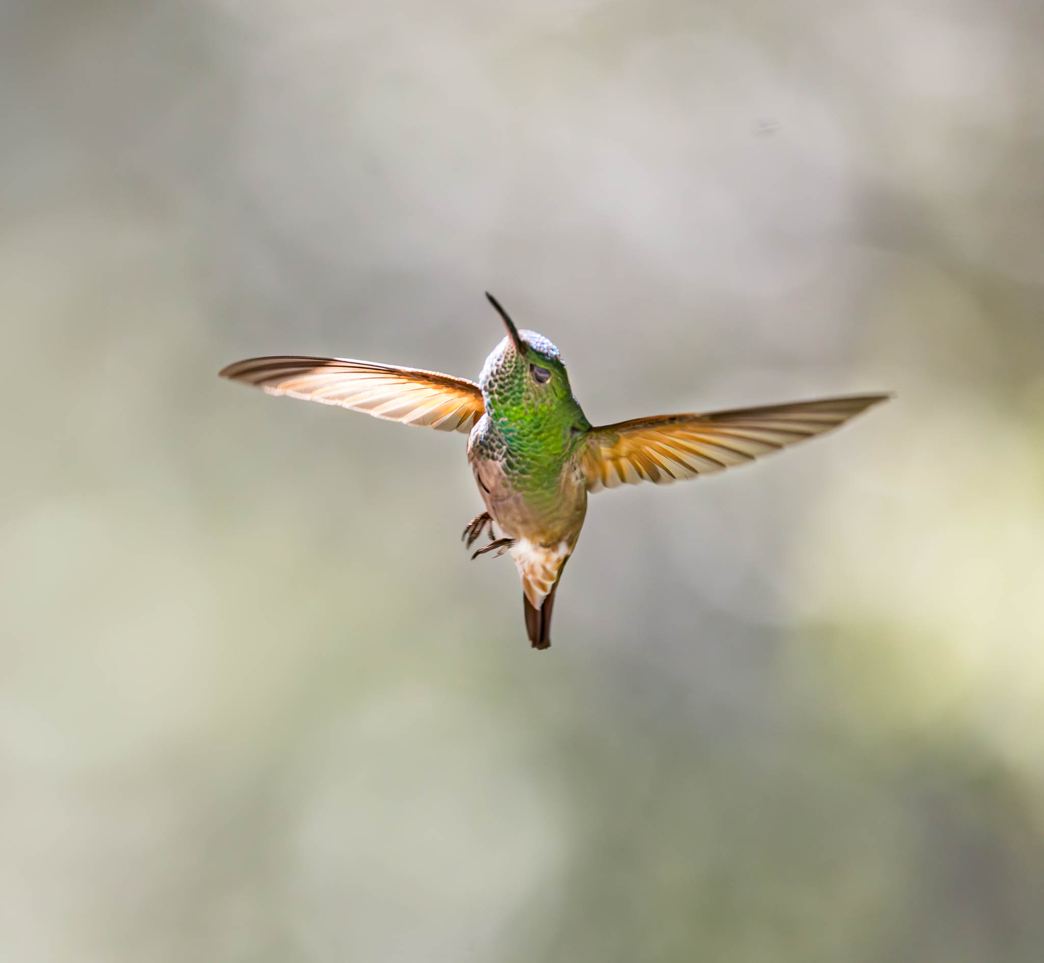 Berylline Hummingbird