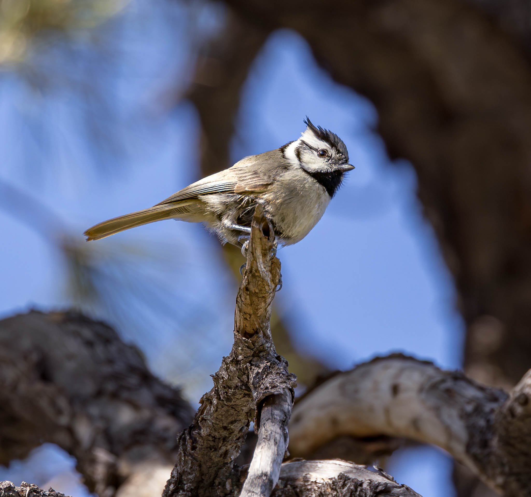 Bridled Titmouse