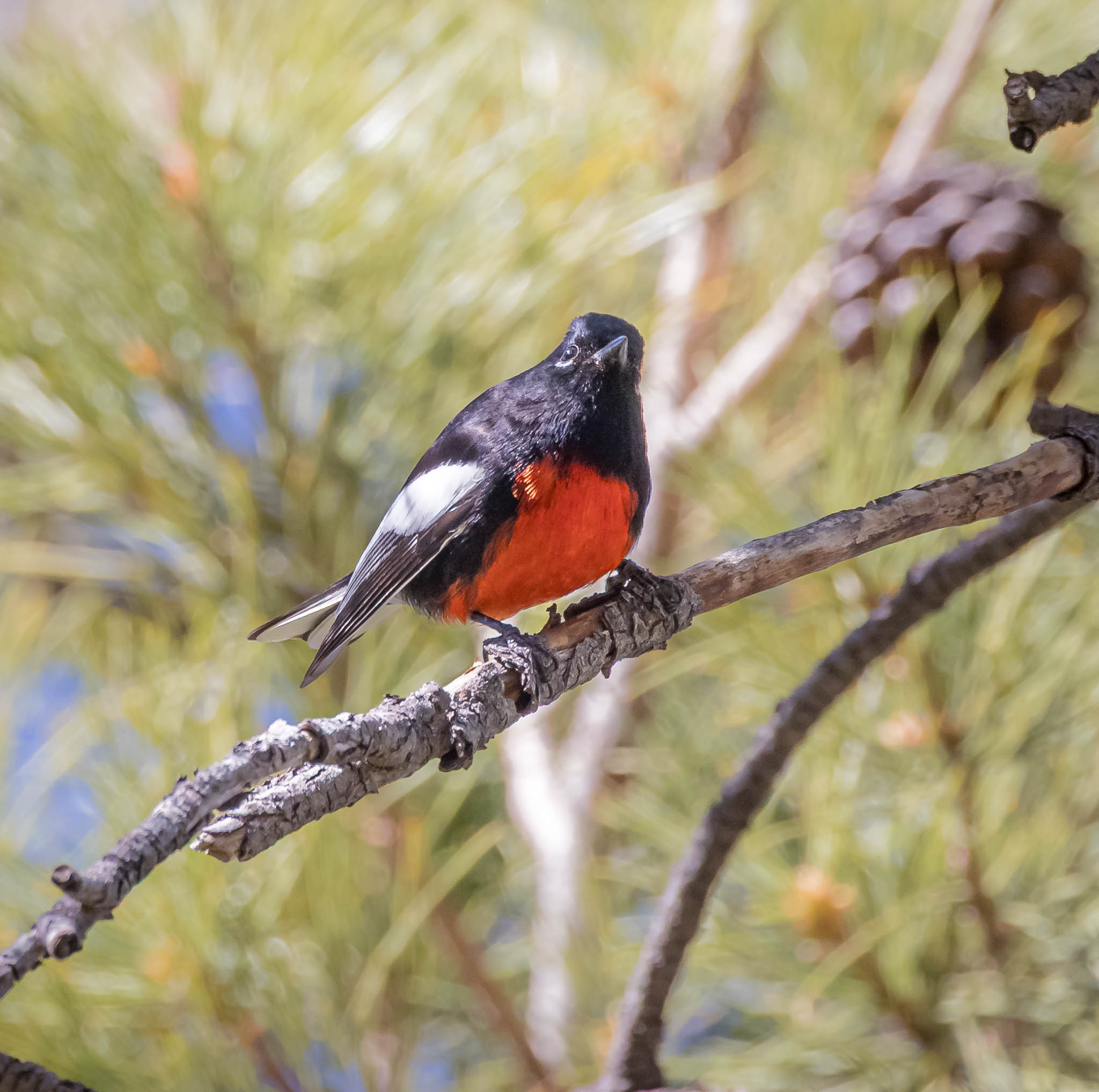 Painted Redstart