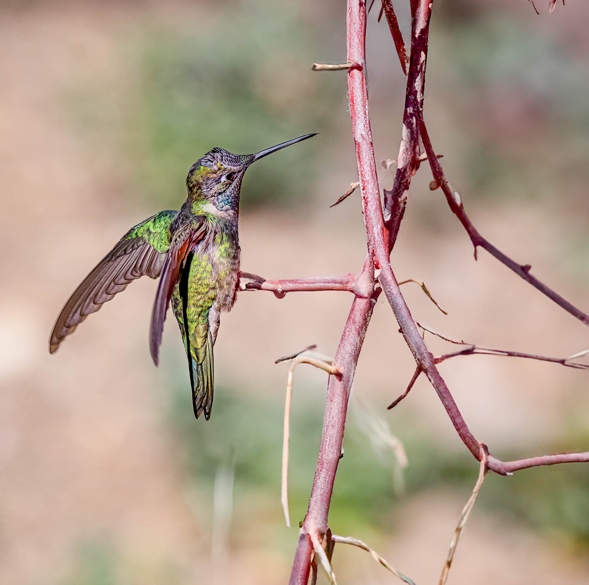 Rivoli's Hummingbird