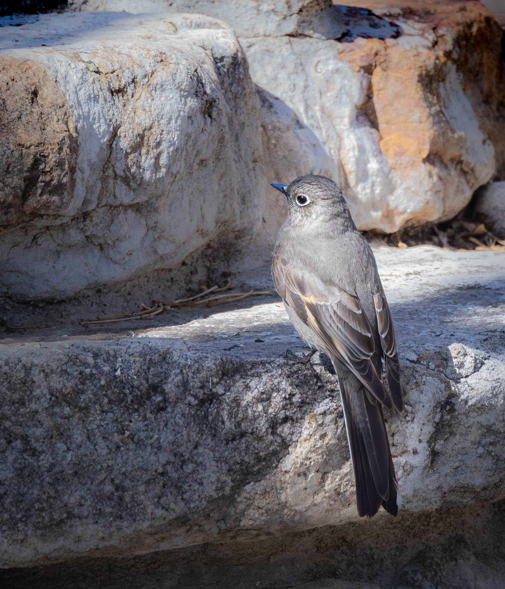 Townsend's Solitaire