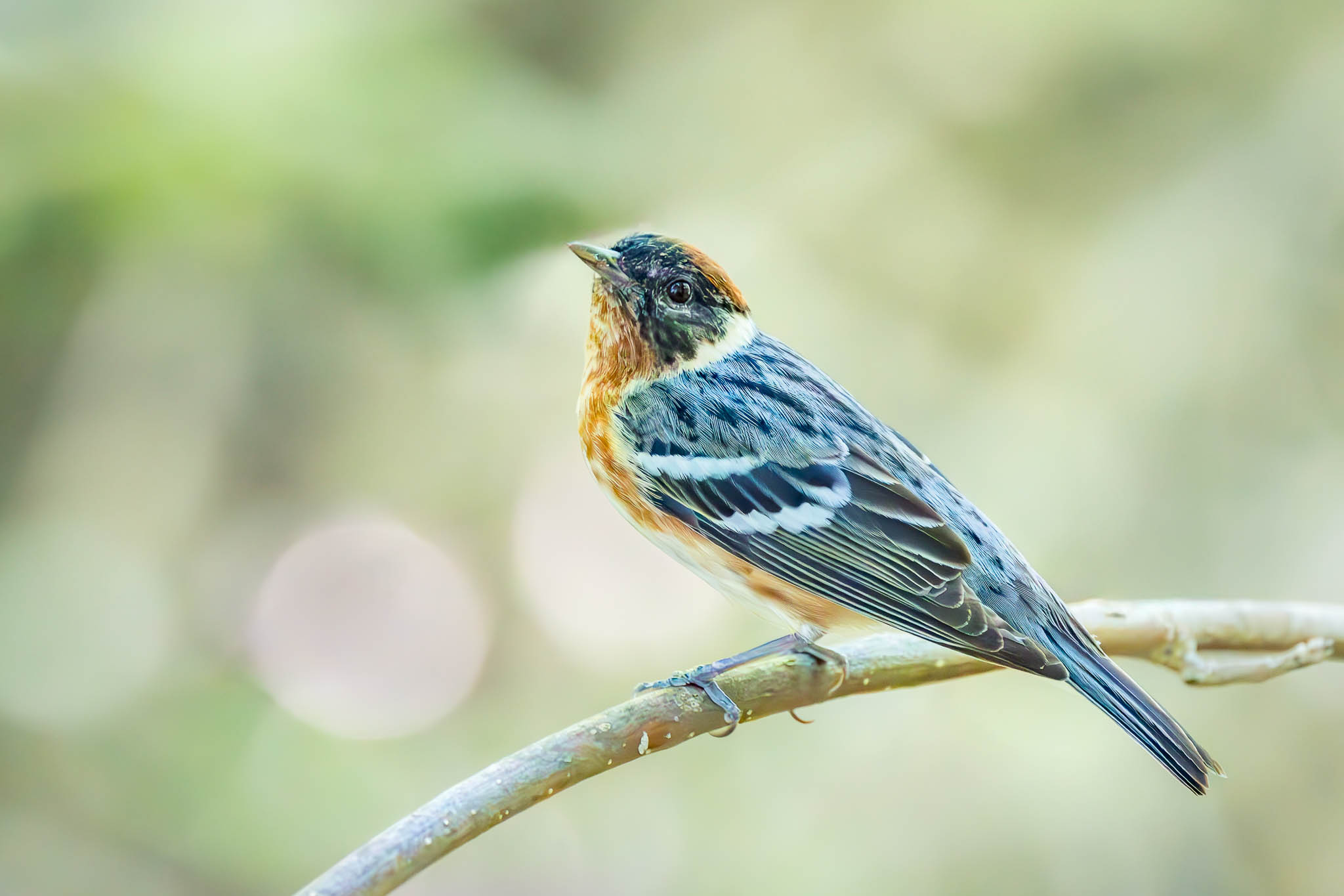 Bay Breasted Warbler