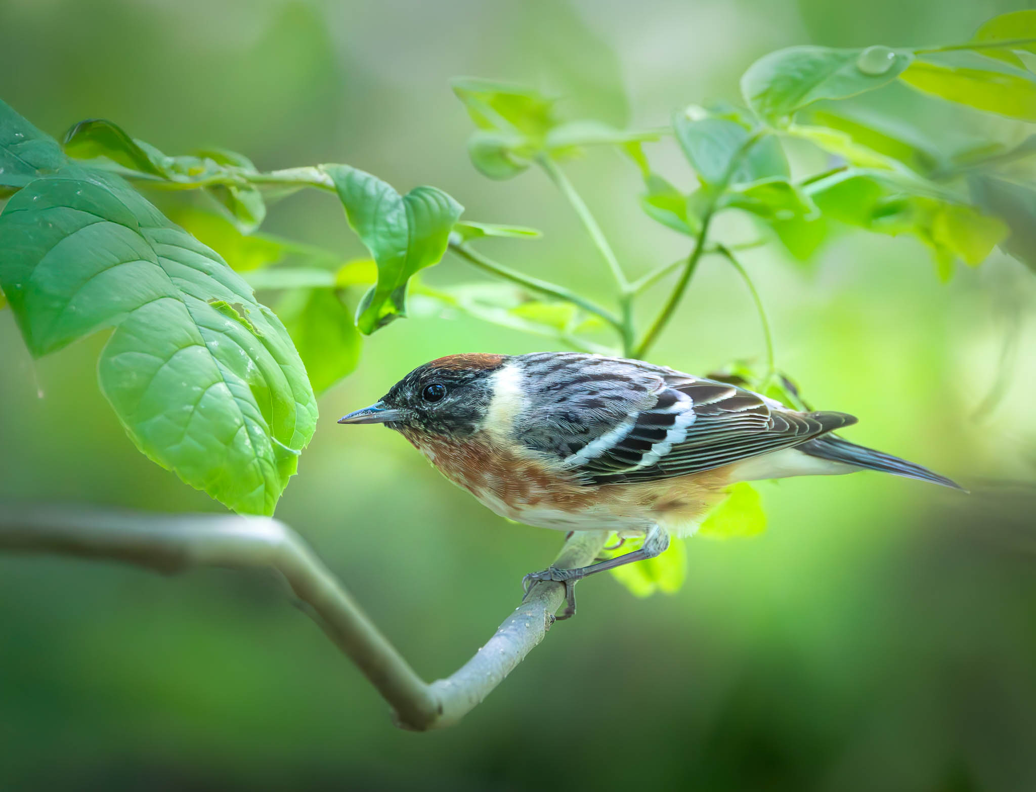 Bay Breasted Warbler