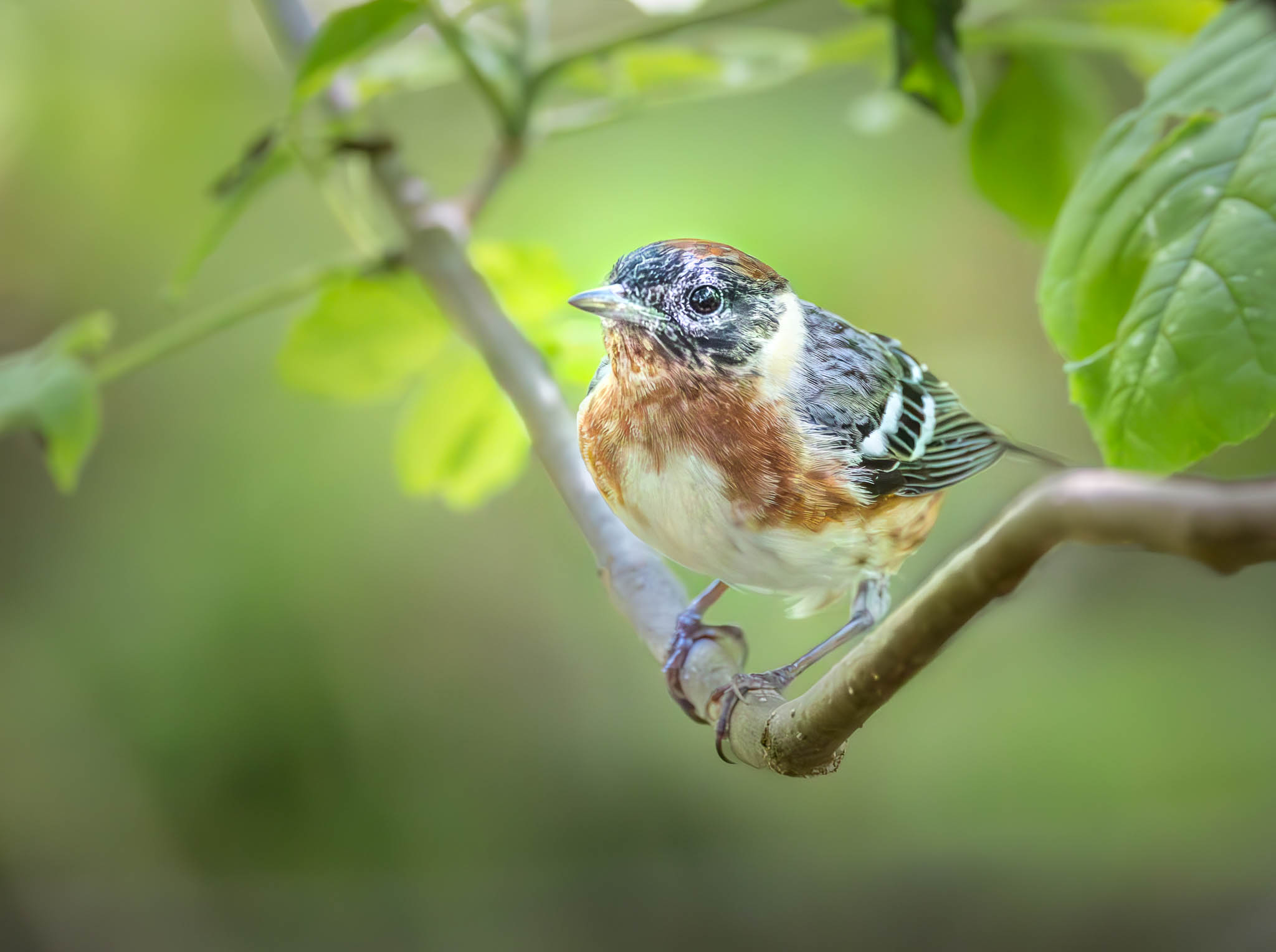 Bay Breasted Warbler