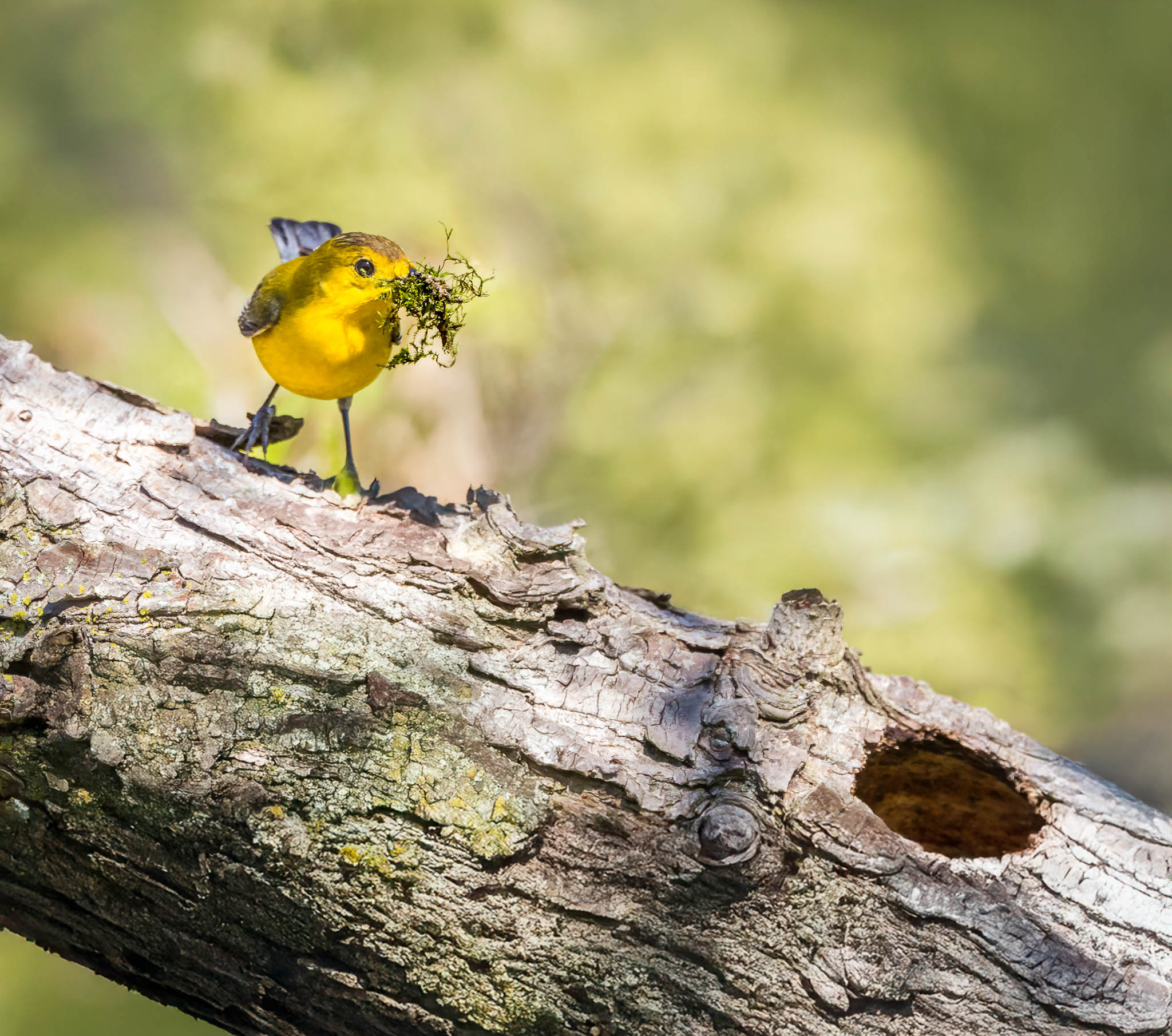 Prothonotary Warbler