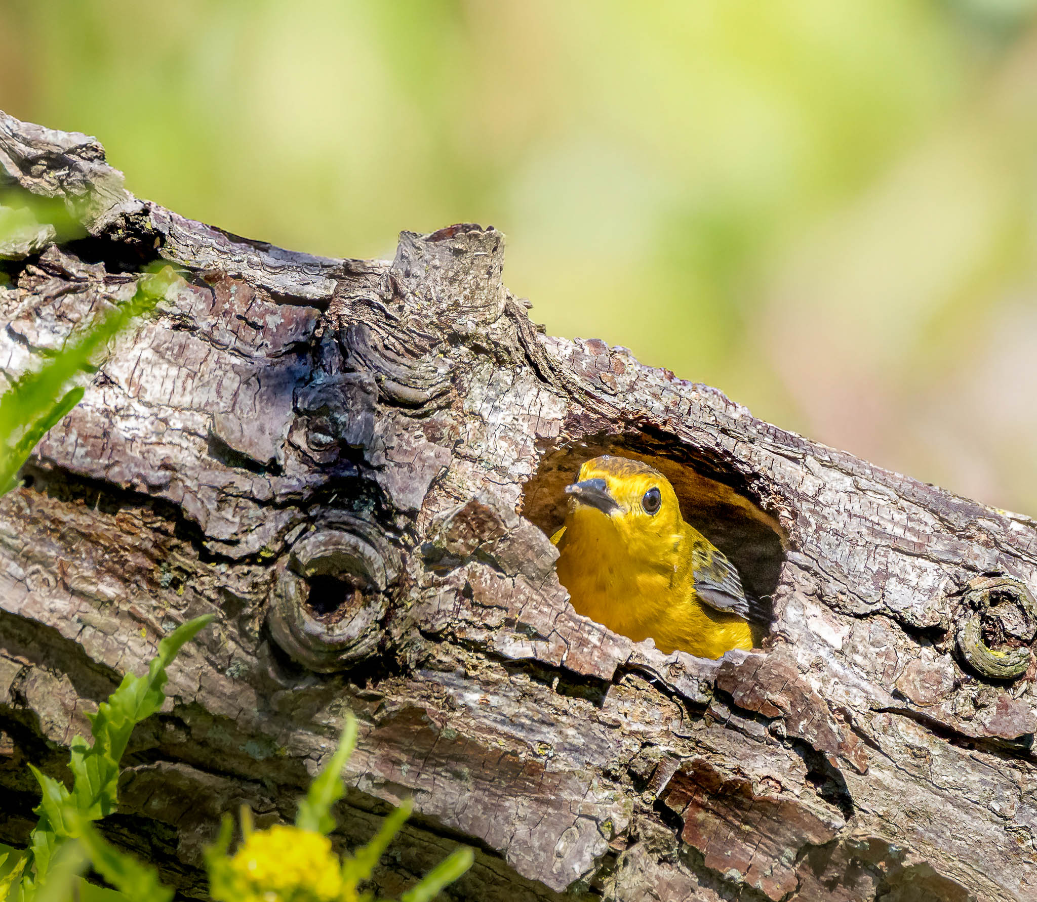 Prothonotary Warbler
