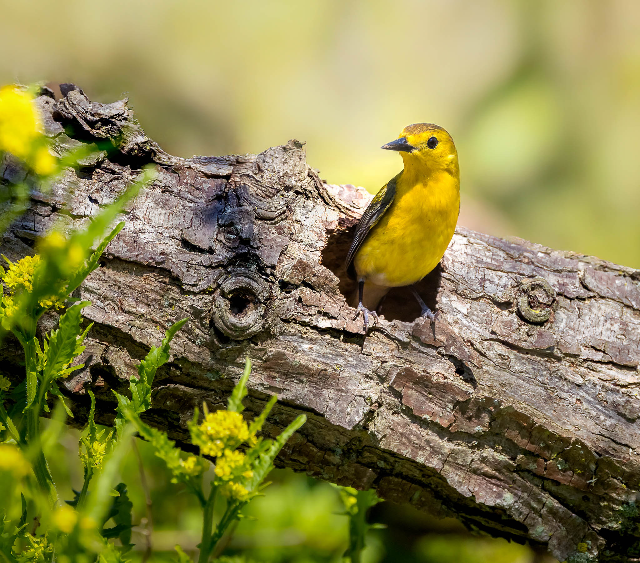 Prothonotary Warbler