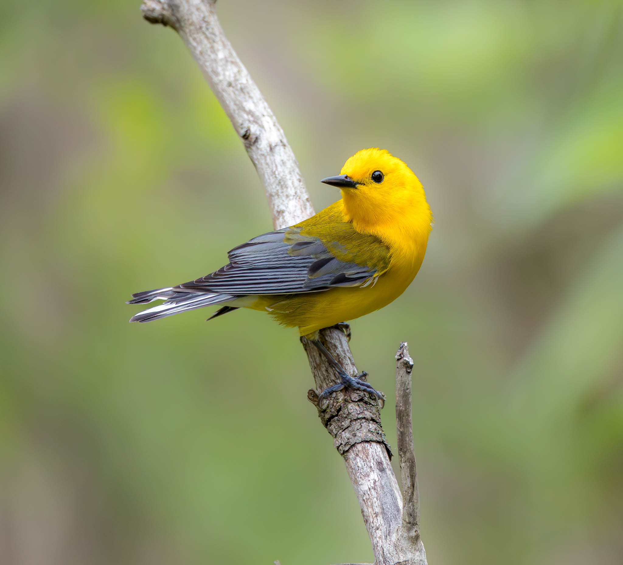 Prothonotary Warbler
