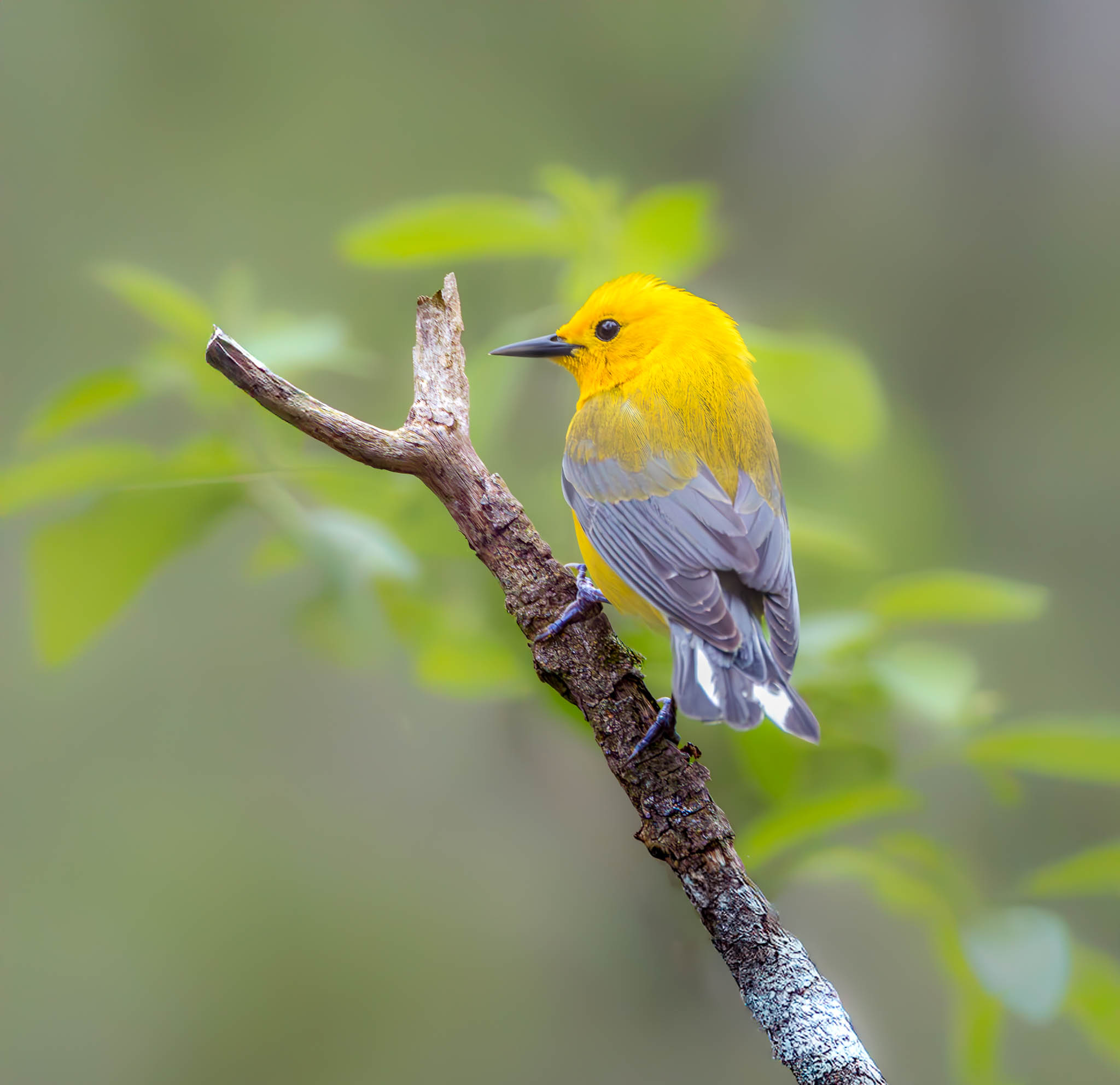 Prothonotary Warbler