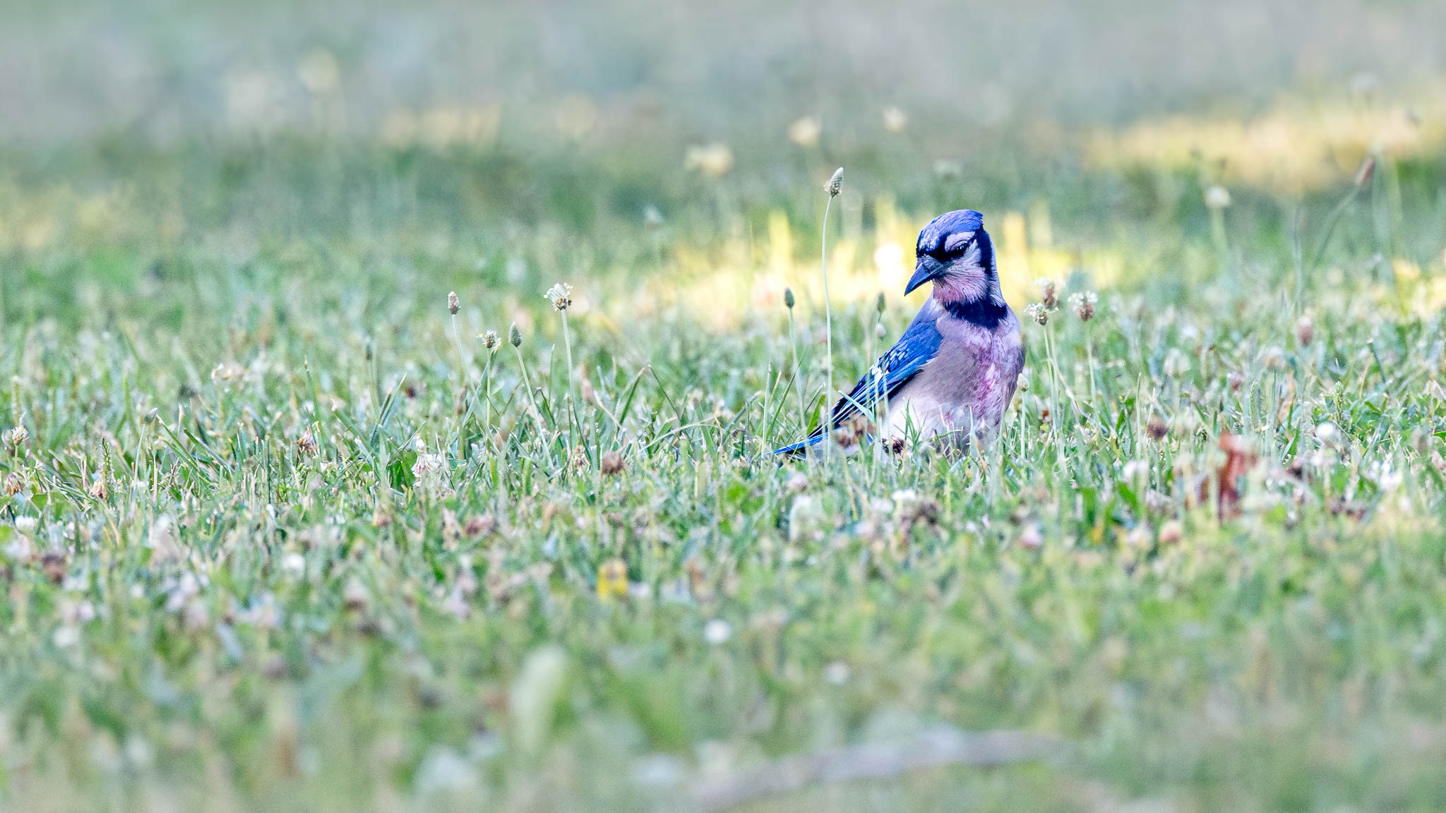 Blue Jay