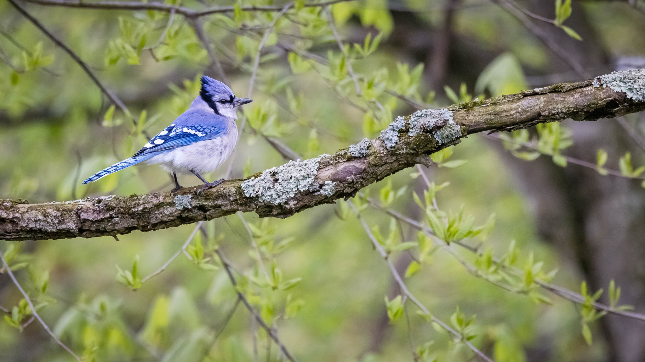 Blue Jay