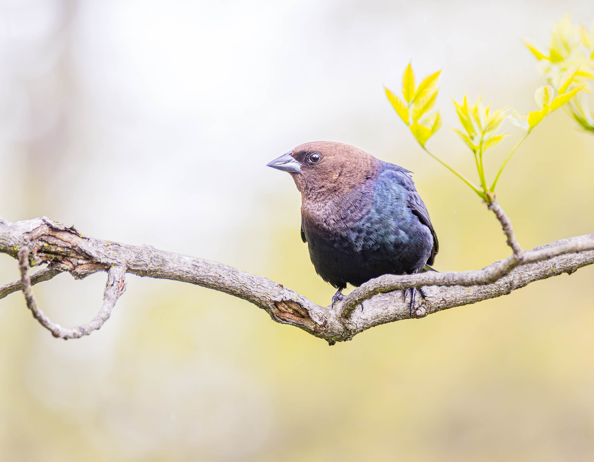 Brown-headed Cowbird