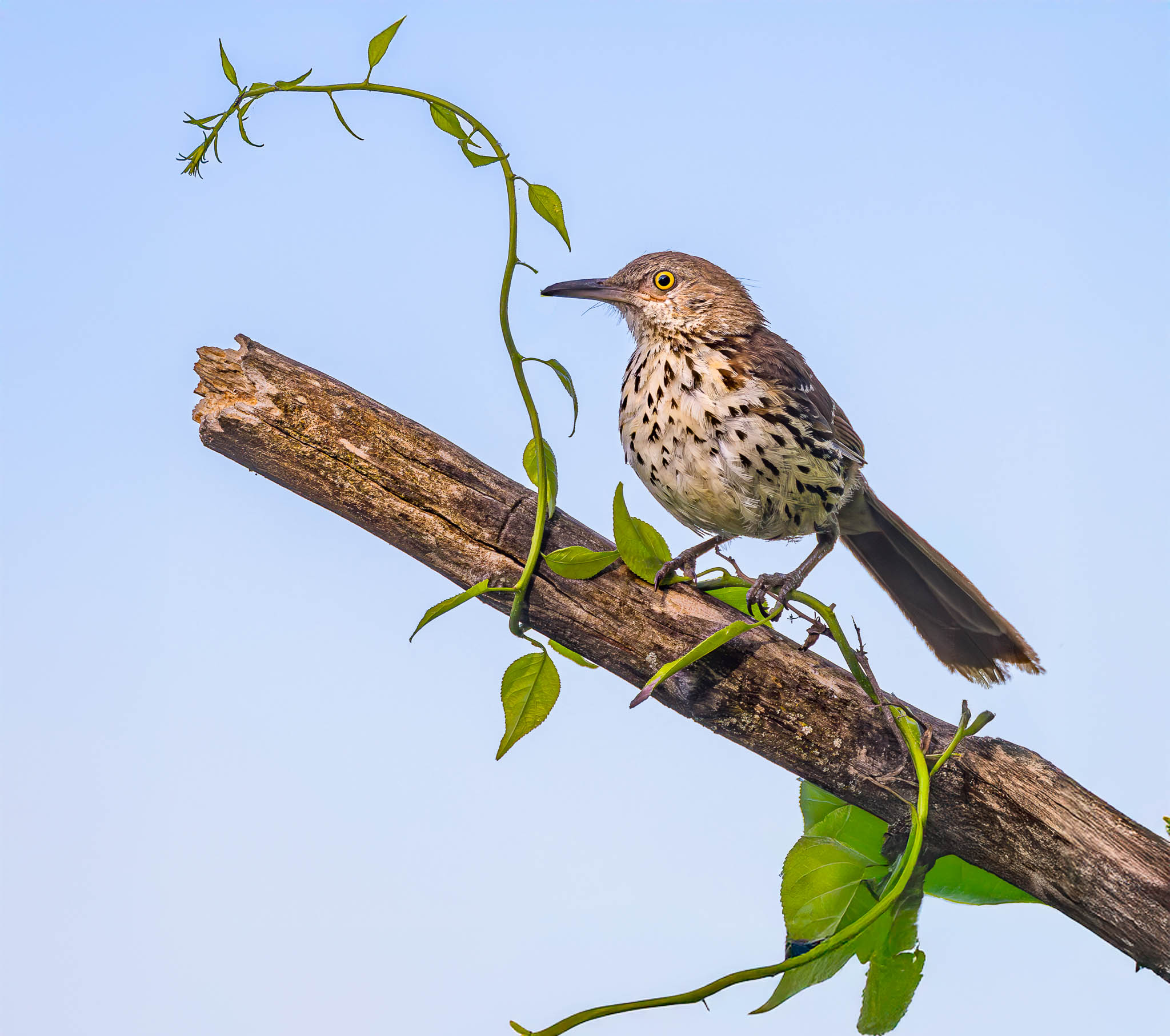 Brown Thrasher