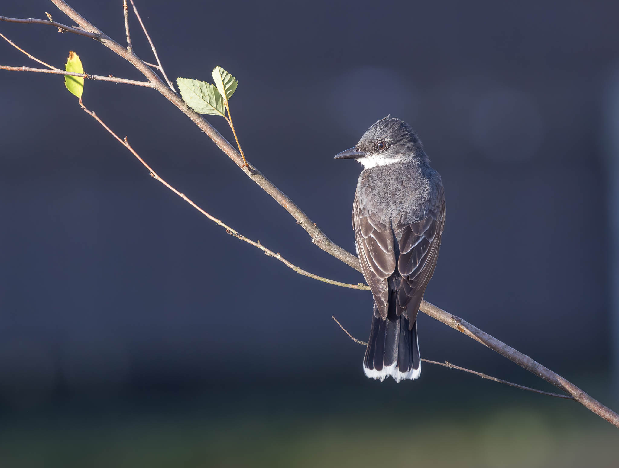 Eastern Kingbird