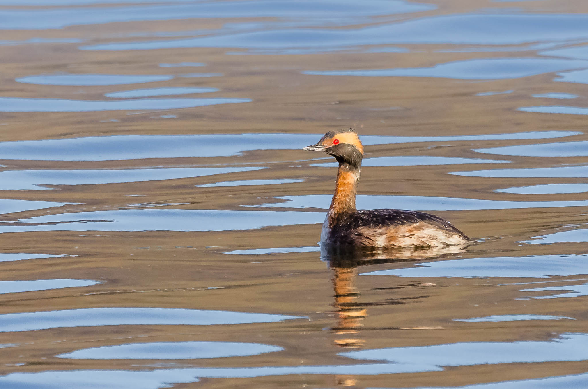 Horned Grebe