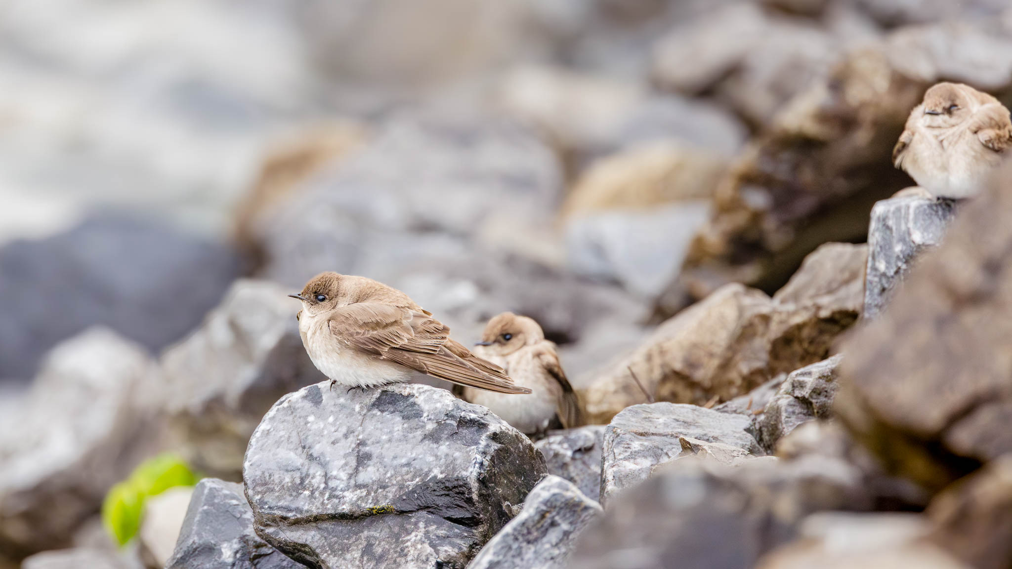 Northern Rough-winged Swallow