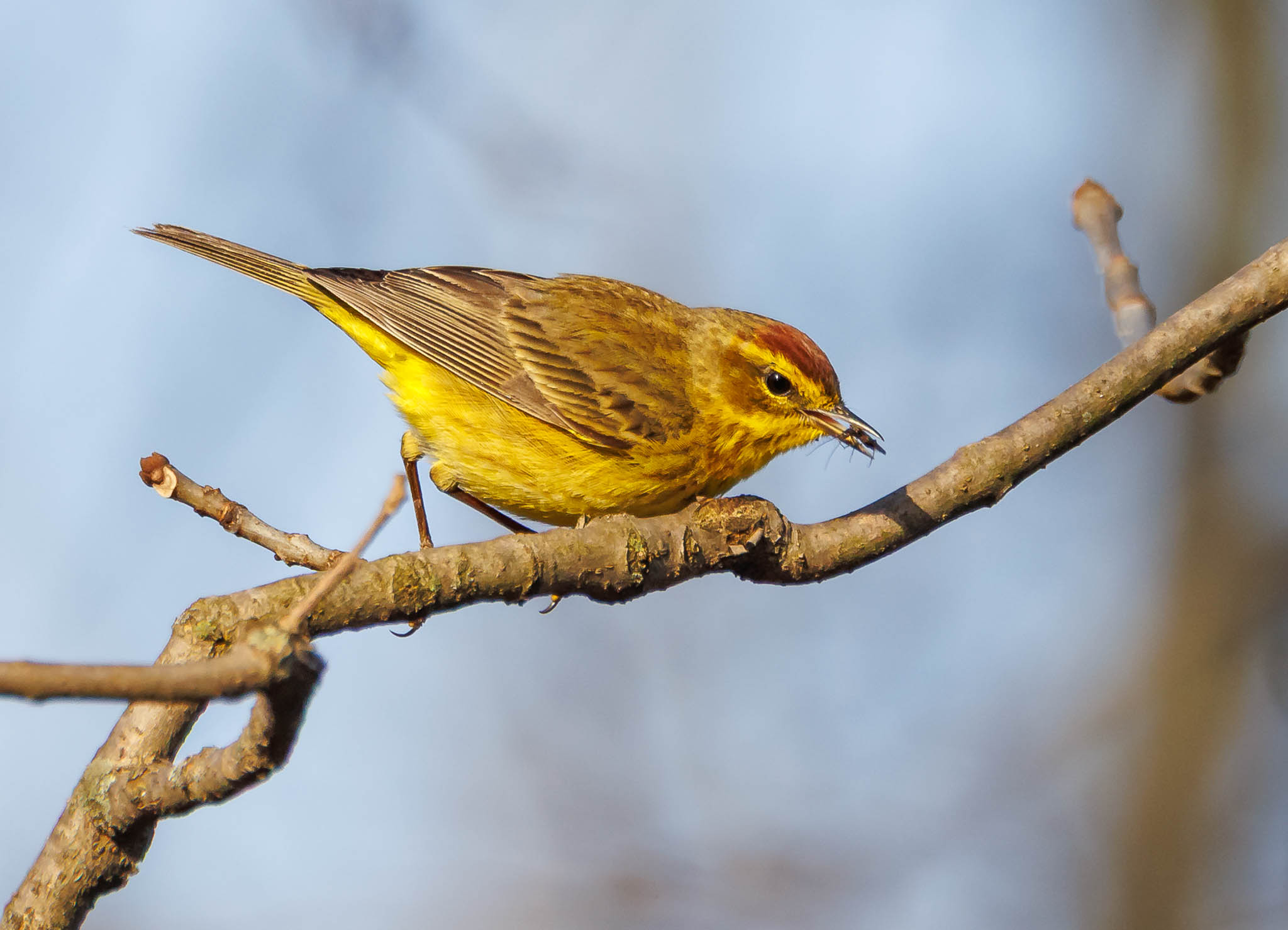 Palm Warbler