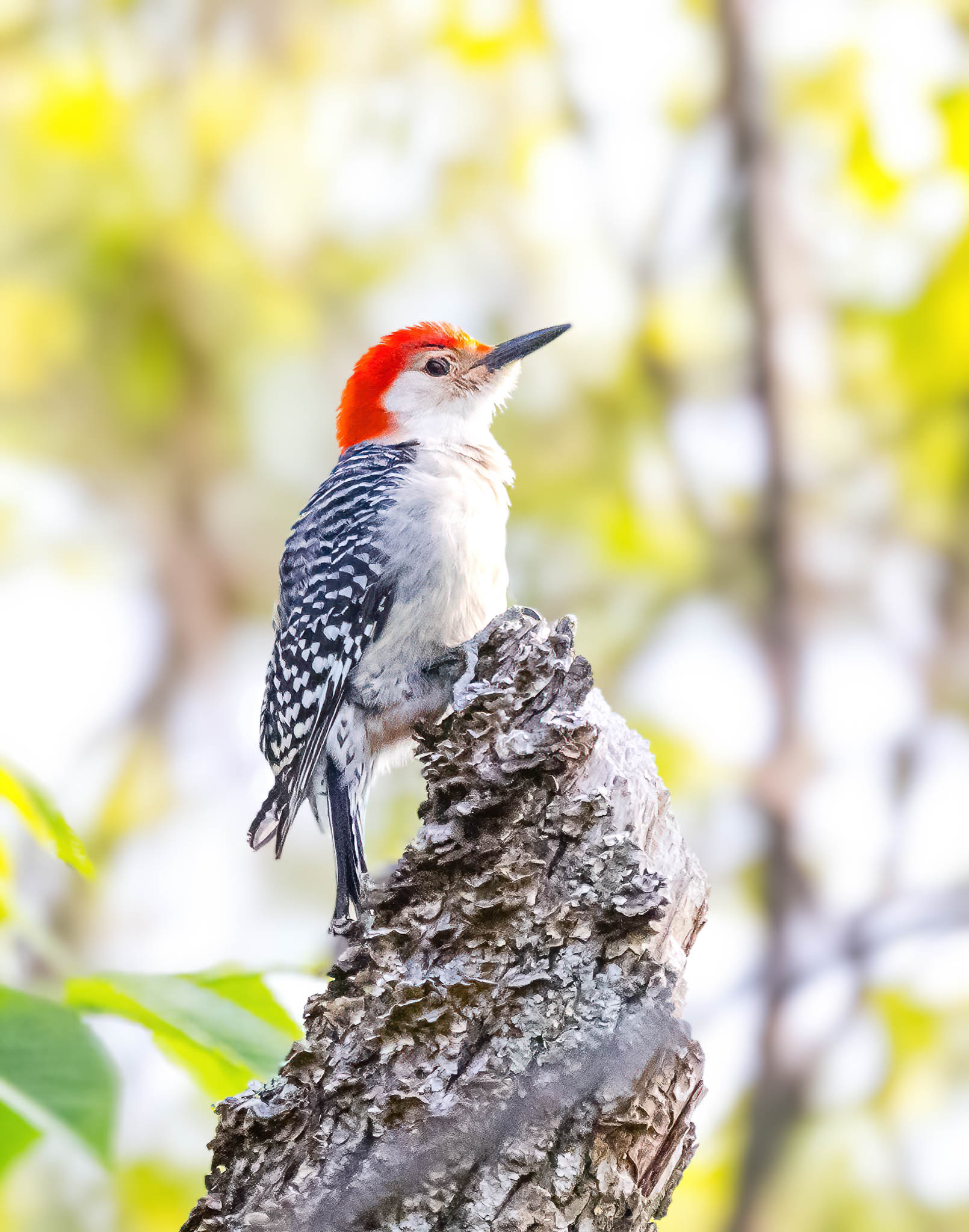 Red-bellied Woodpecker