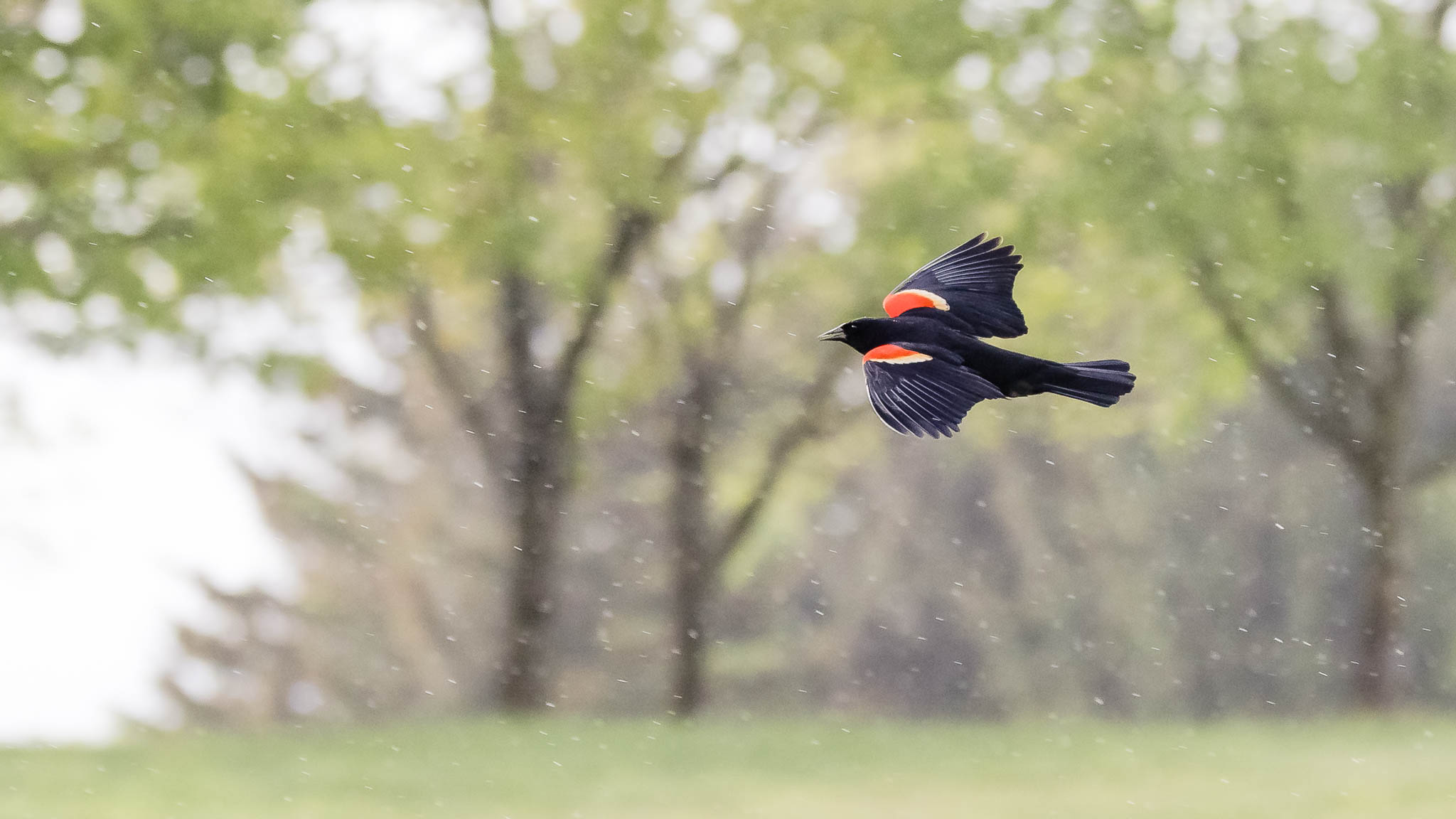 Red-winged Blackbird