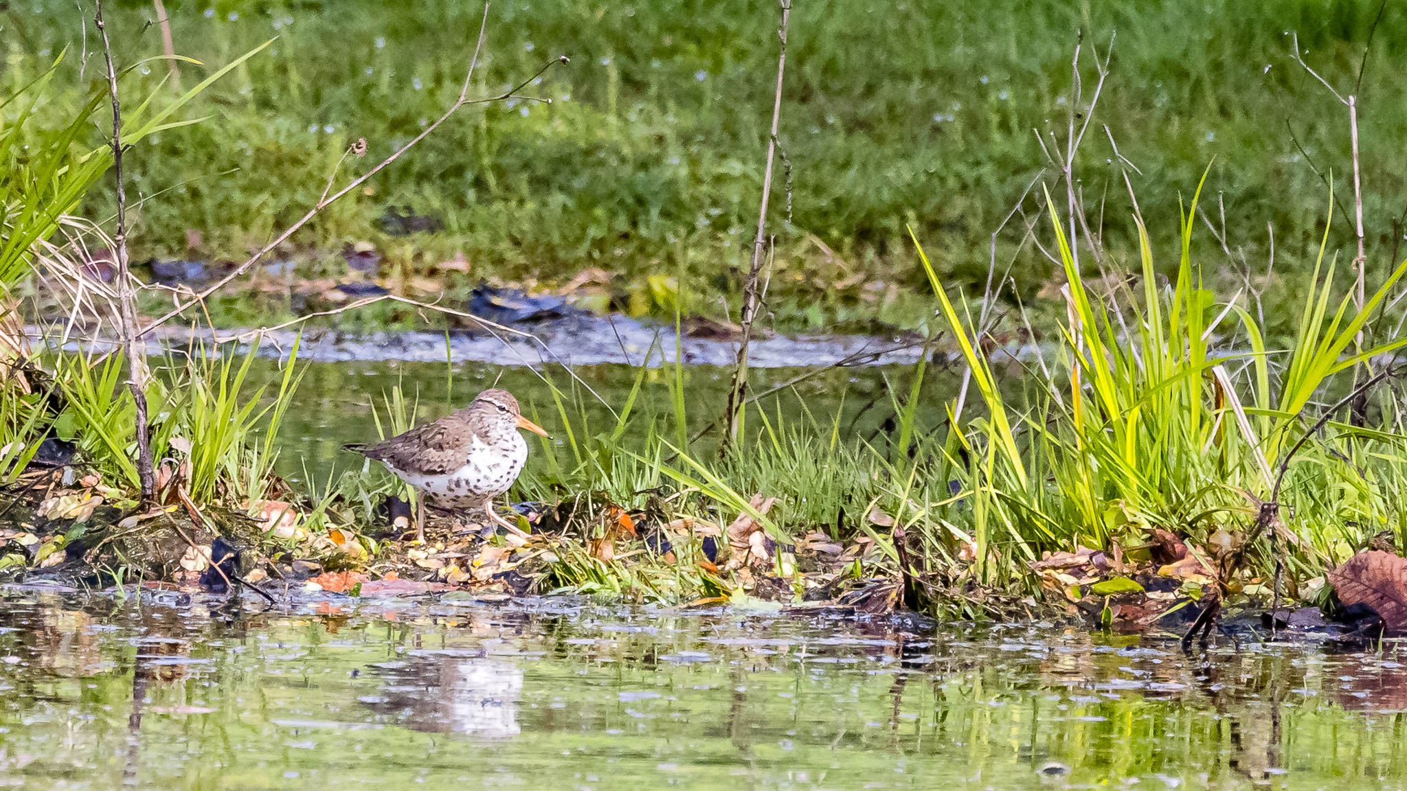 Spotted Sandpiper
