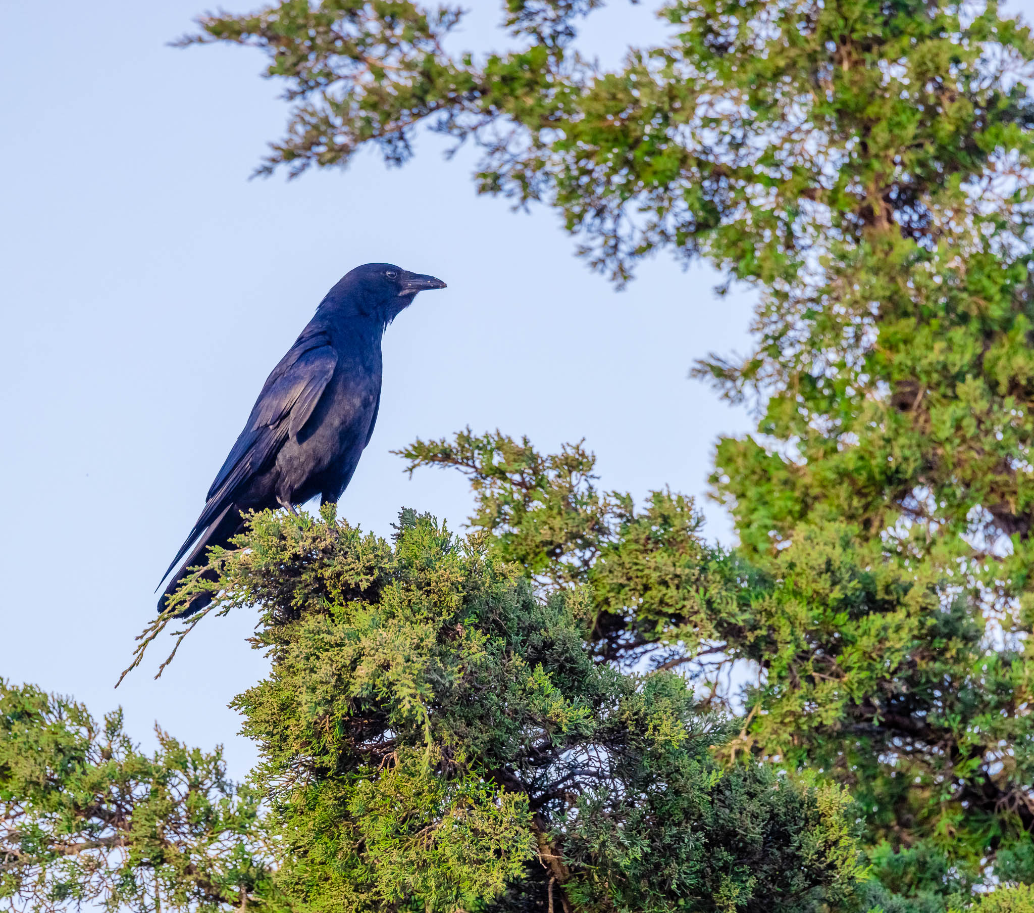 American Crow