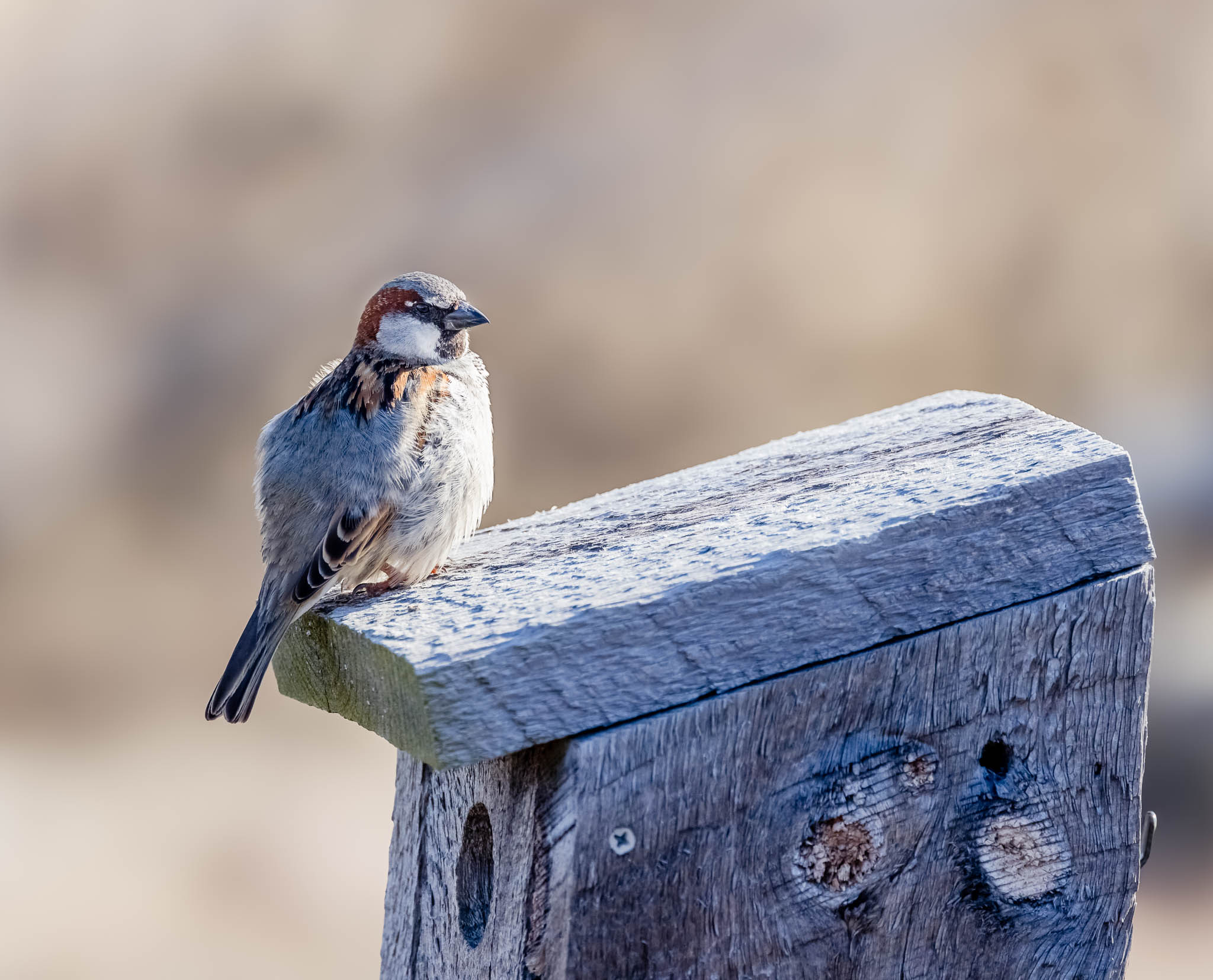 House Sparrow