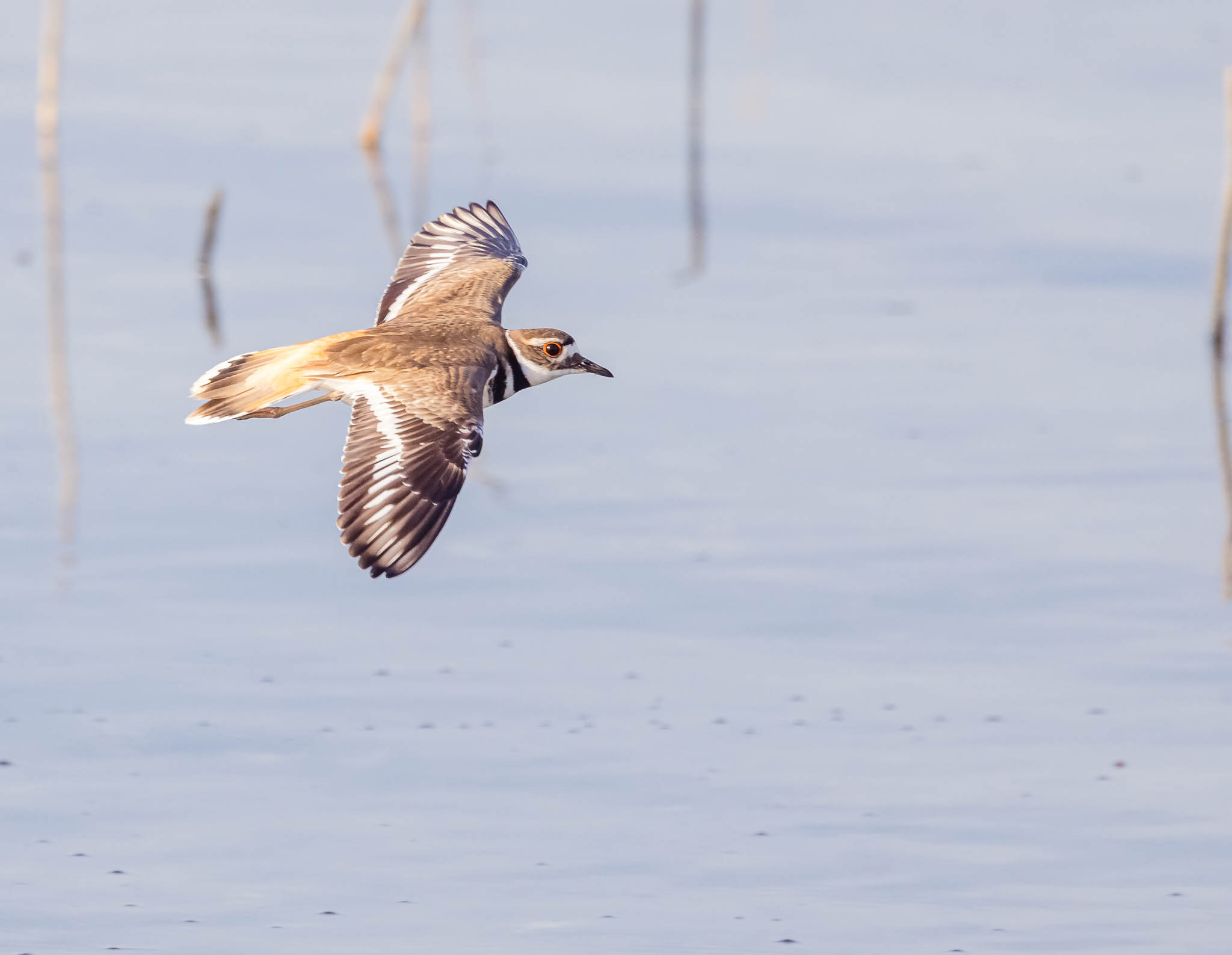 Killdeer