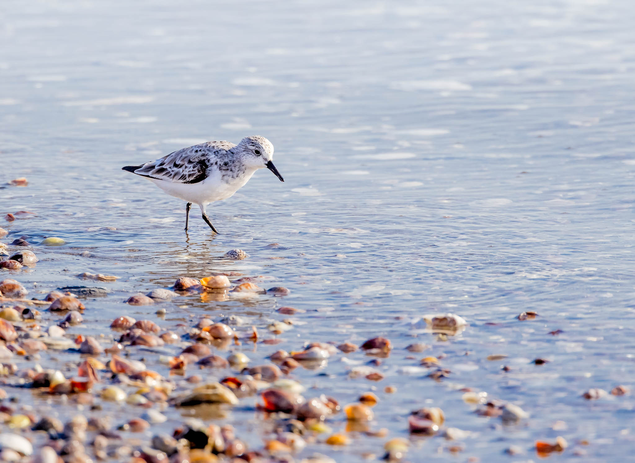 Sanderling