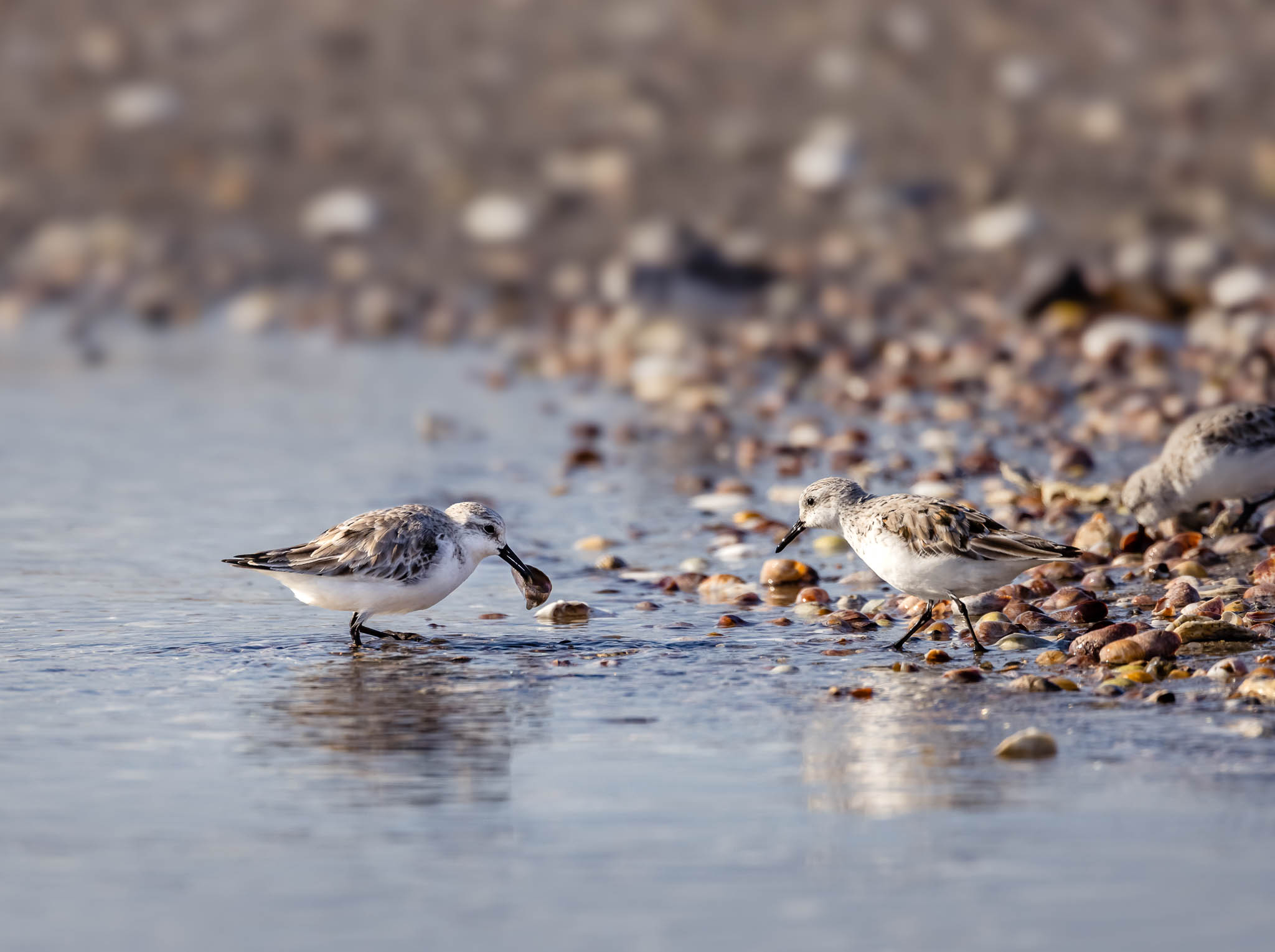 Sanderling