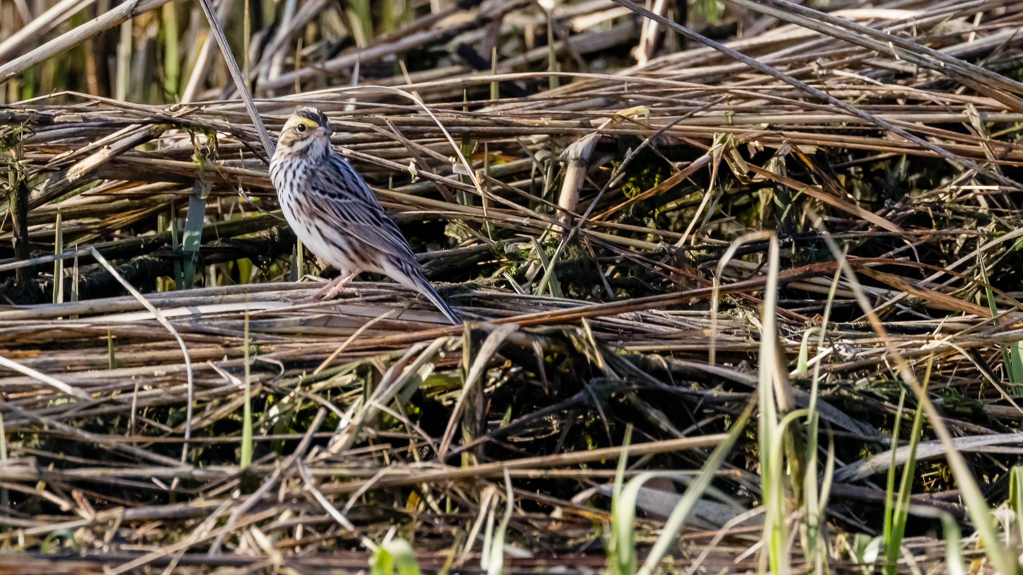 Savannah Sparrow