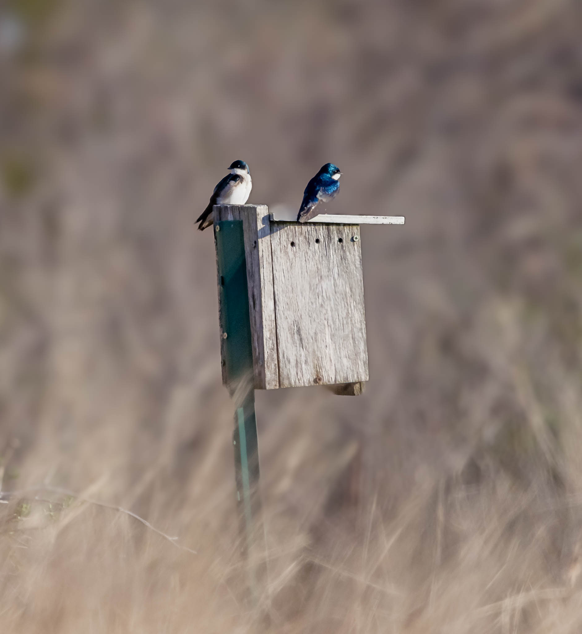 Tree Swallow