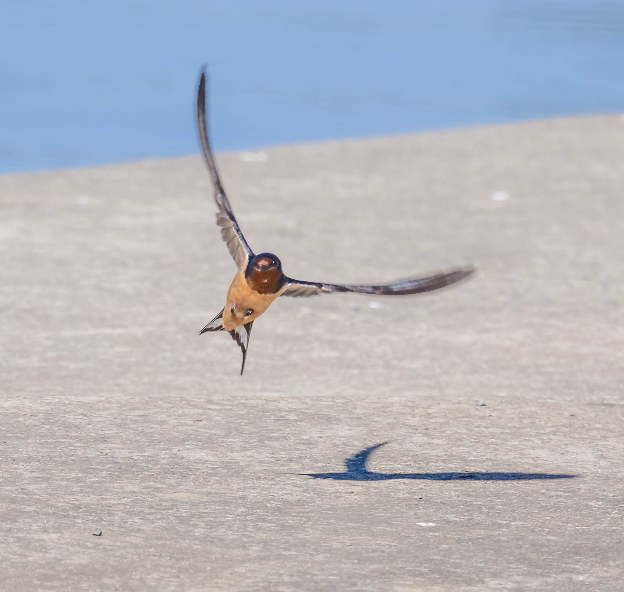 Barn Swallow