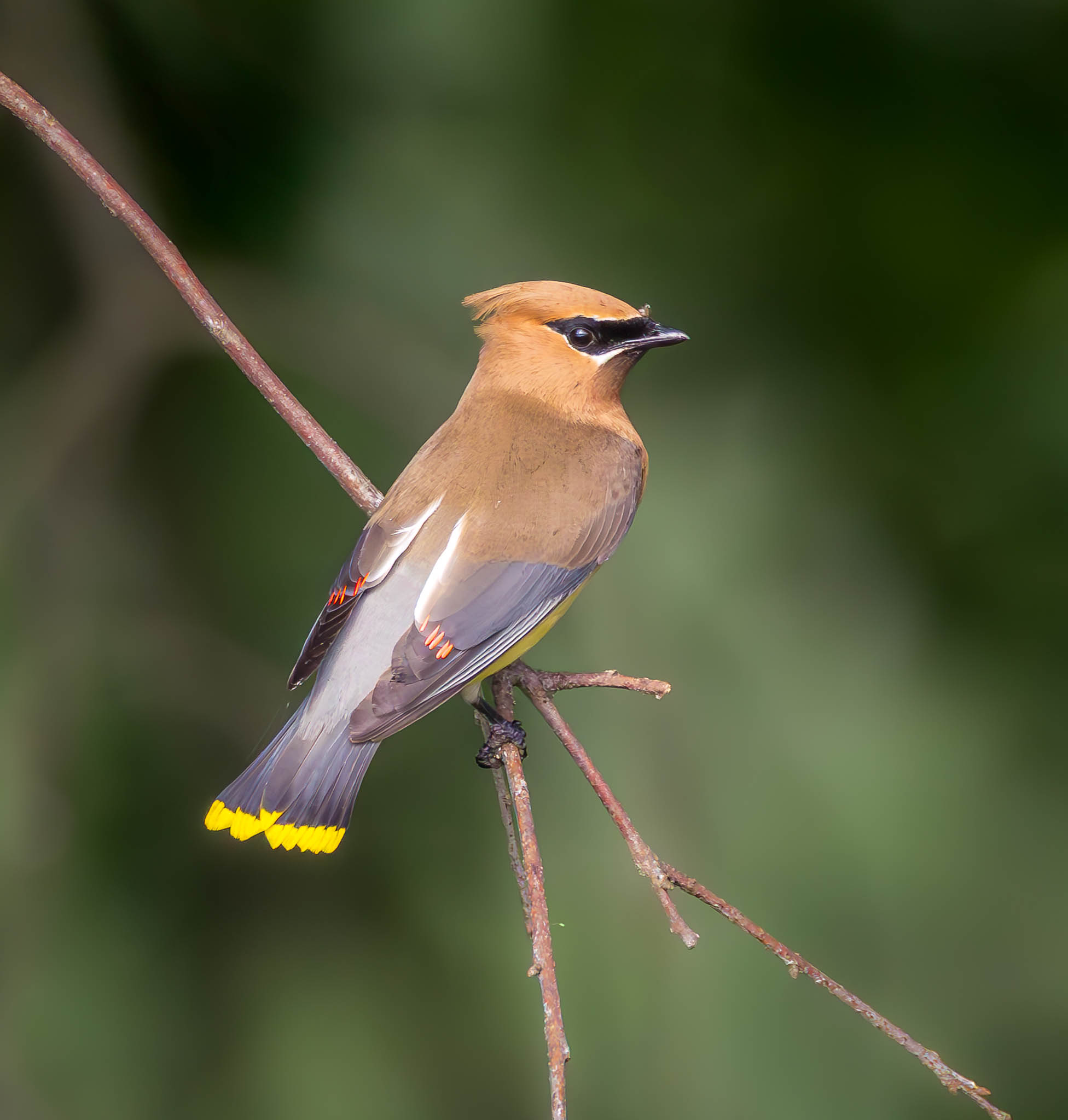 Cedar Waxwing