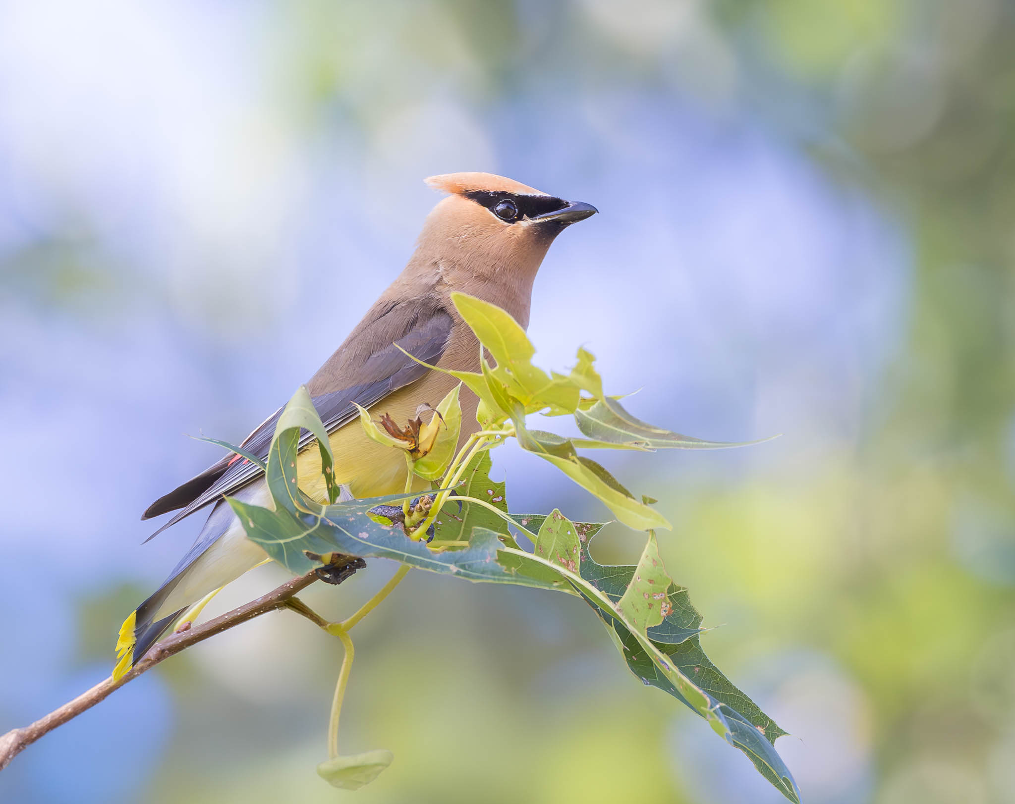 Cedar Waxwing