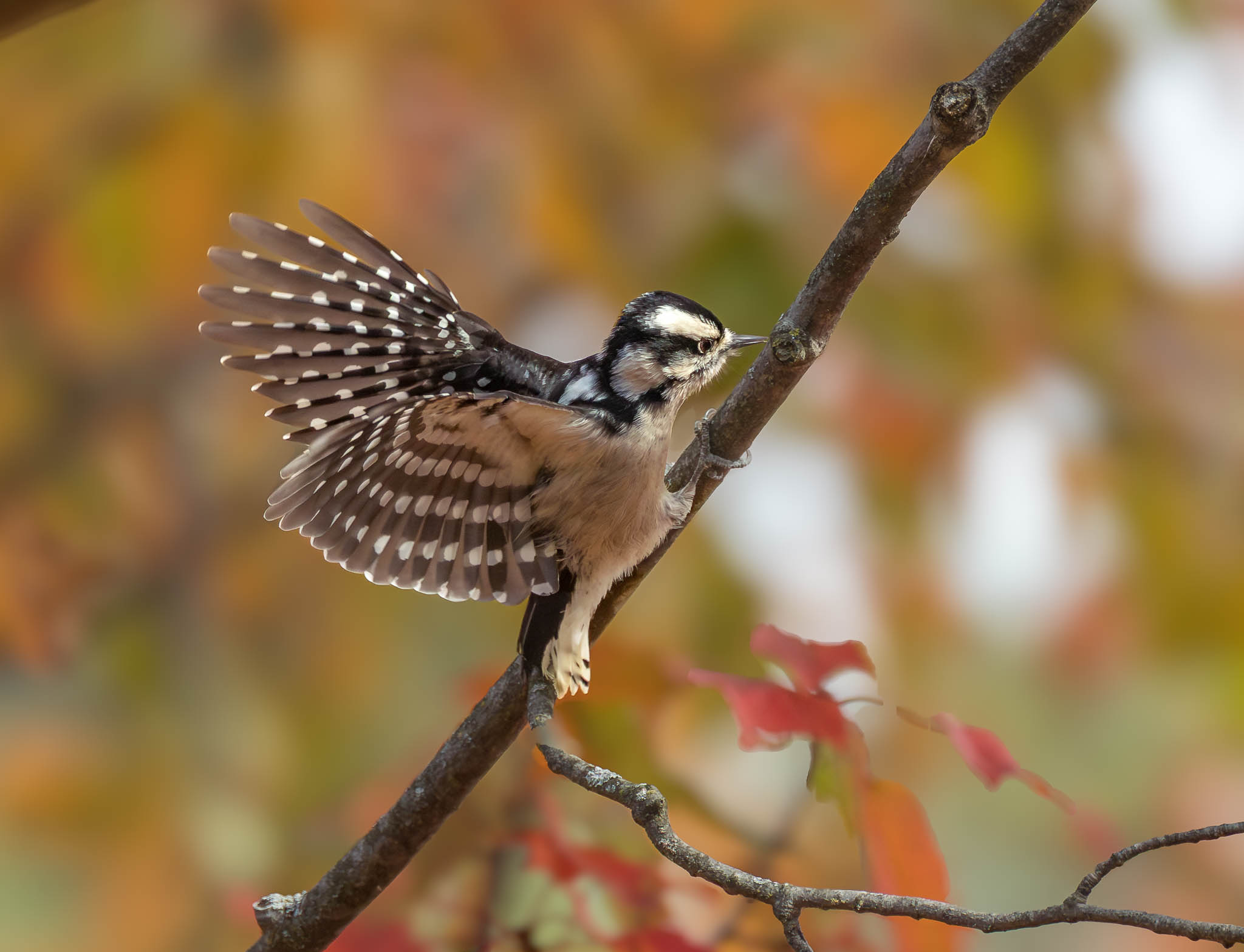 Downy Woodpecker