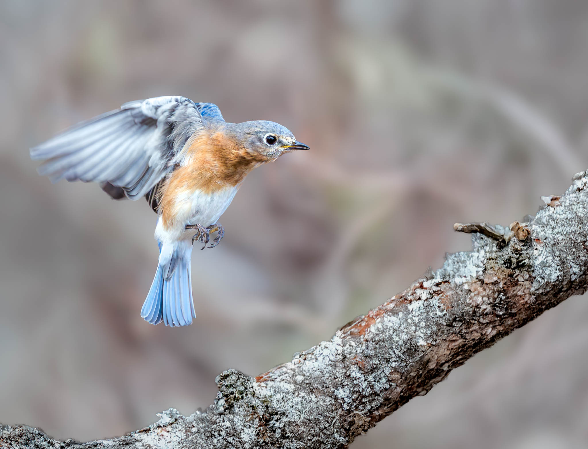 Eastern Bluebird