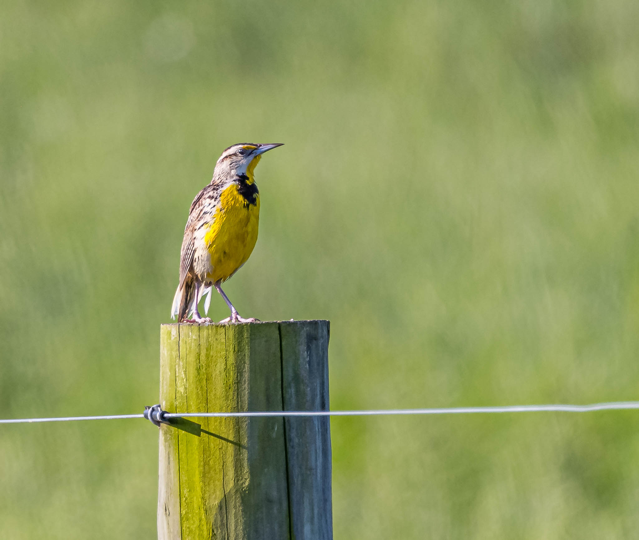Eastern Meadowlark
