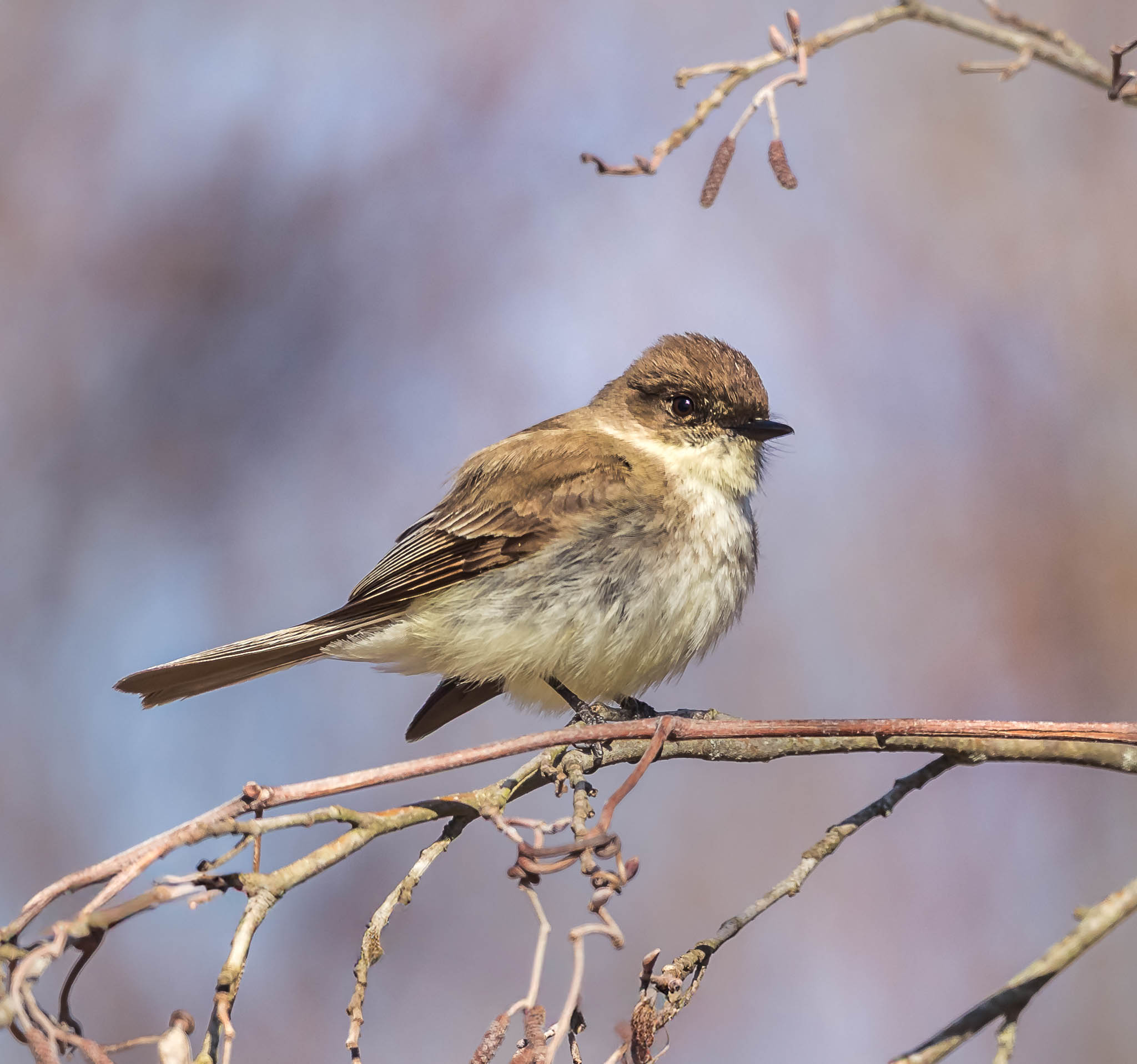 Eastern Phoebe