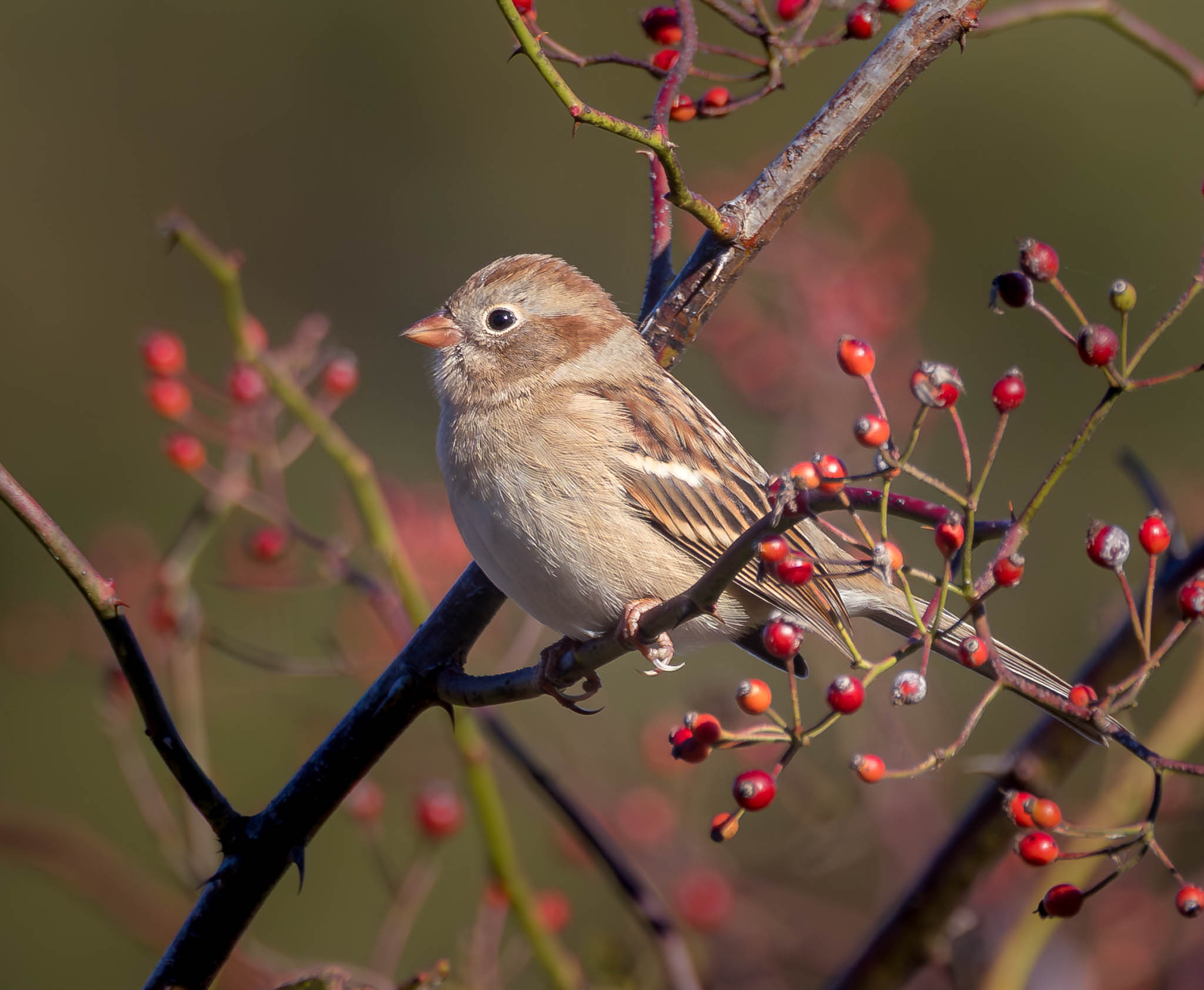Field Sparrow
