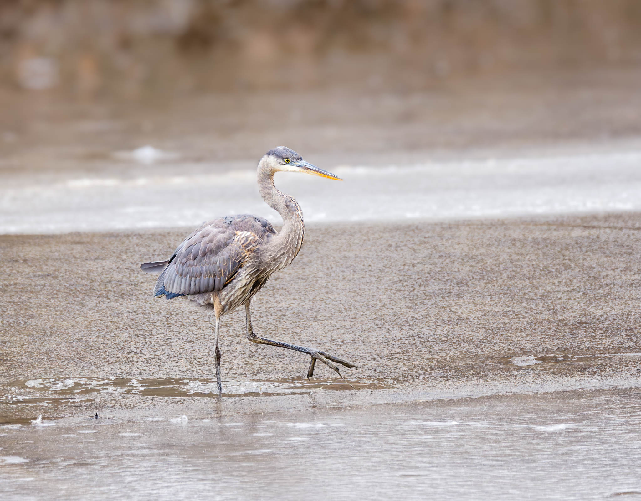 Great Blue Heron