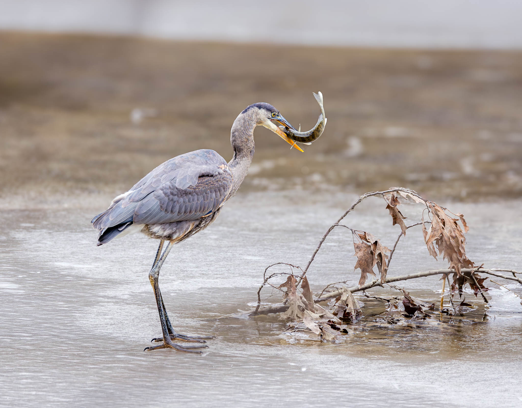 Great Blue Heron