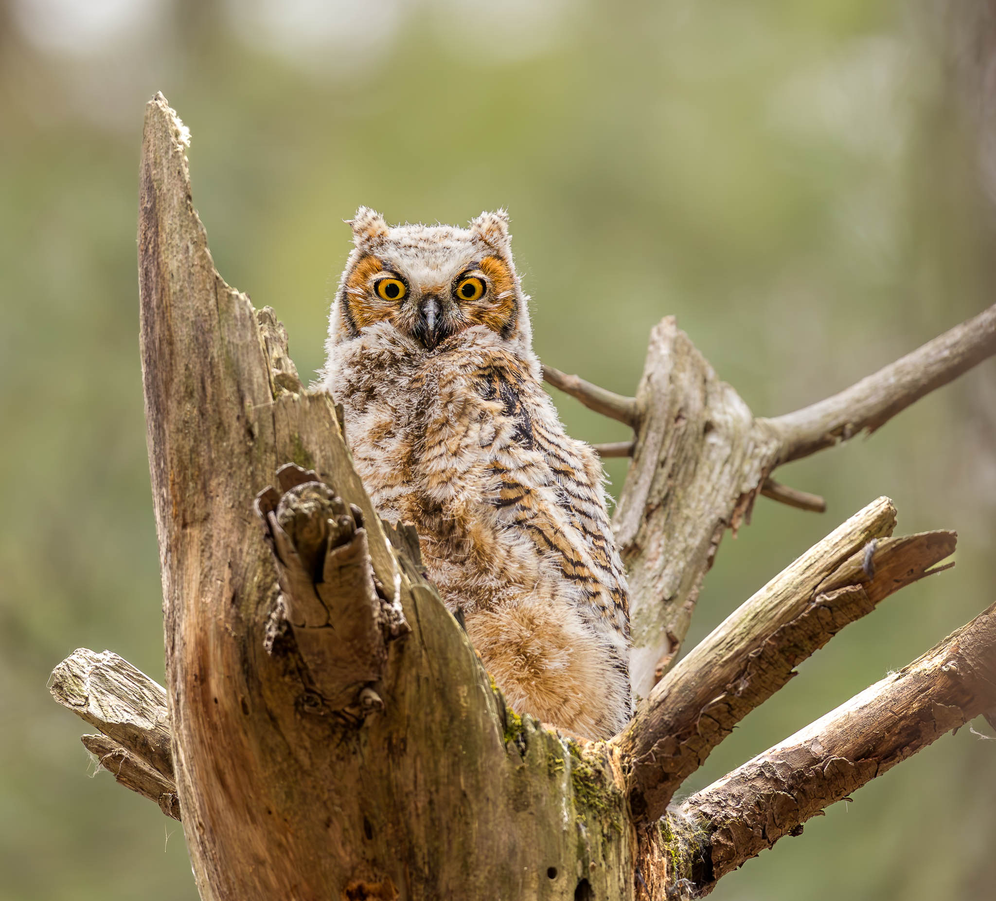 Great Horned Owl