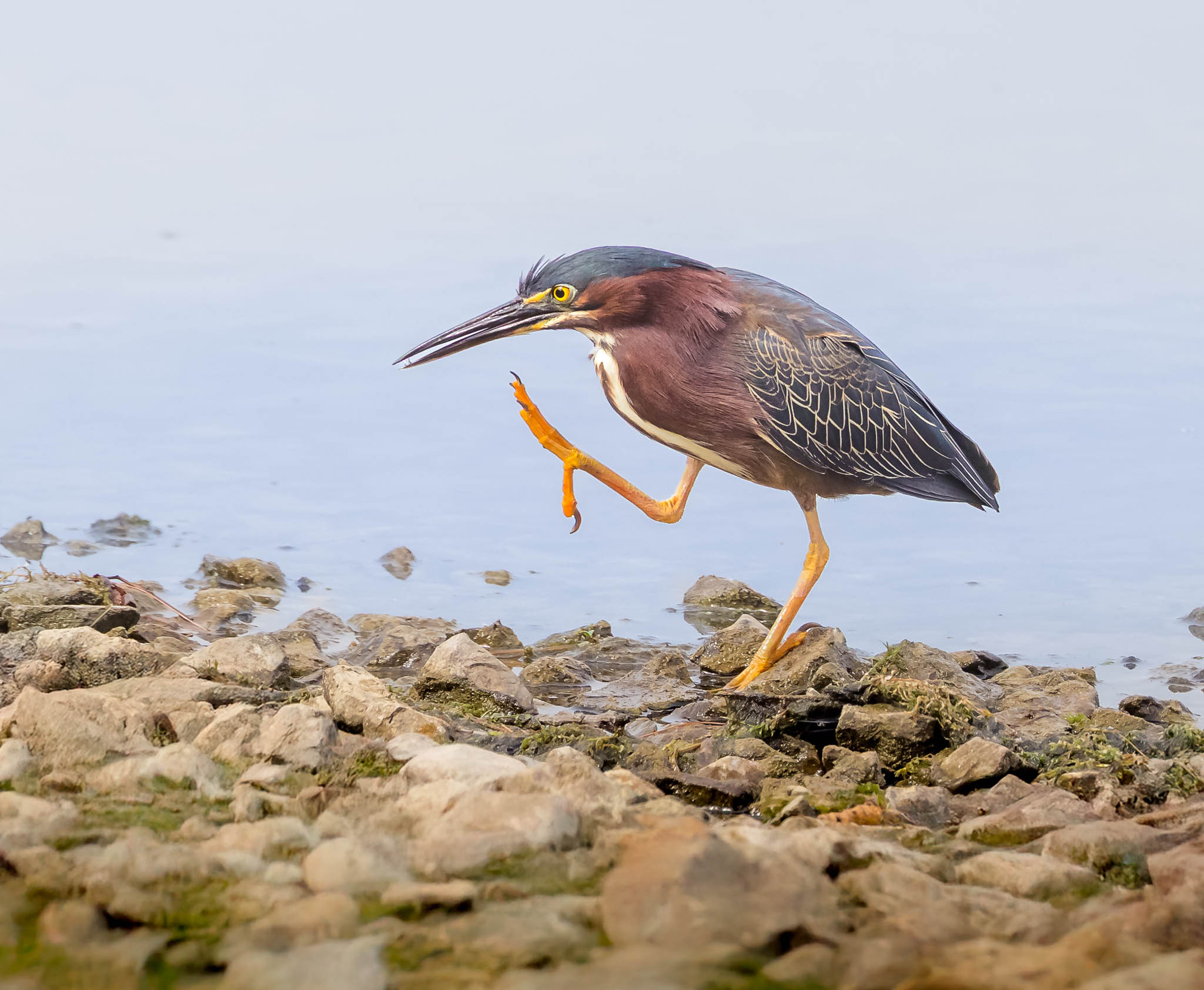 Green Heron