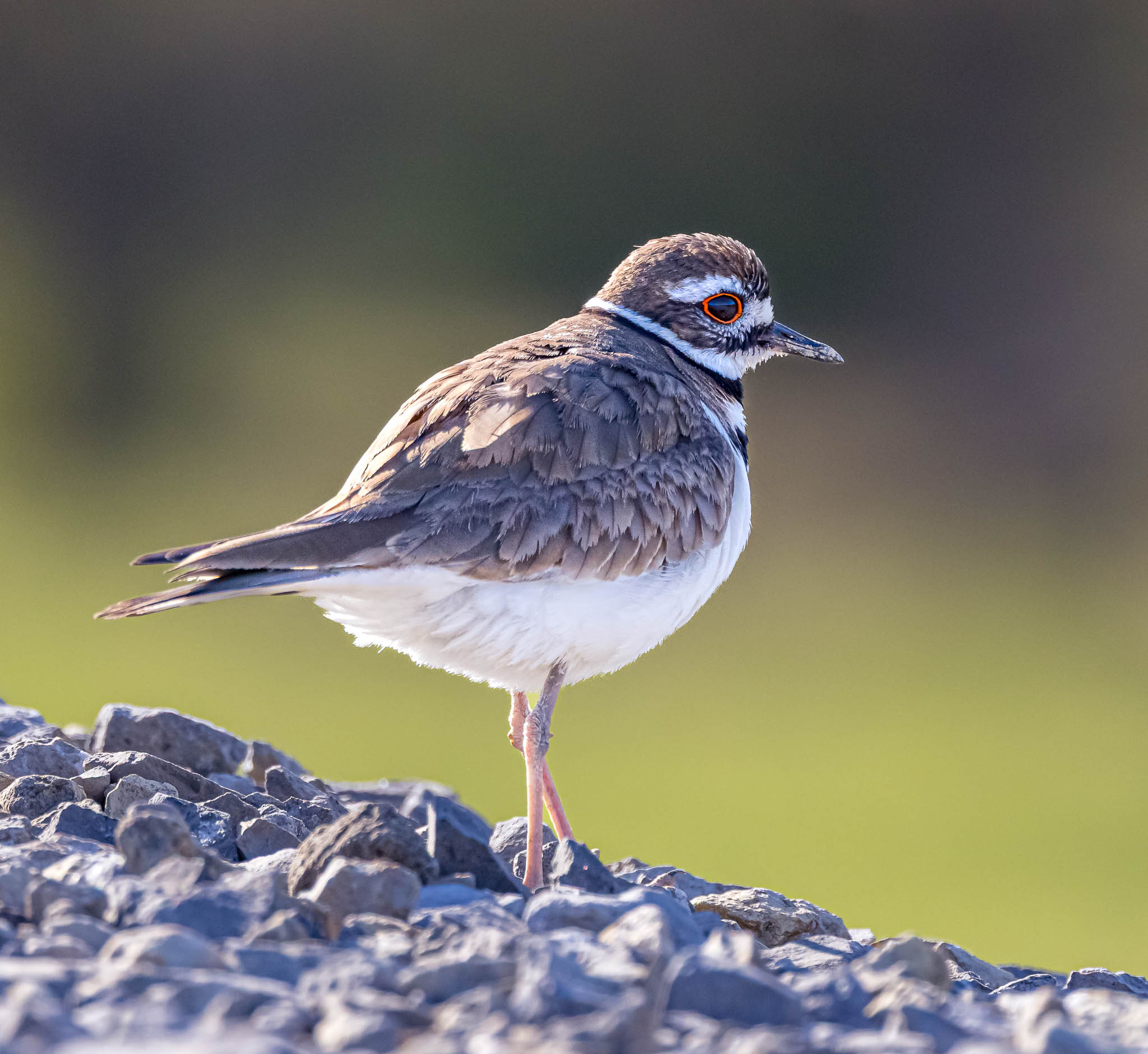 Killdeer