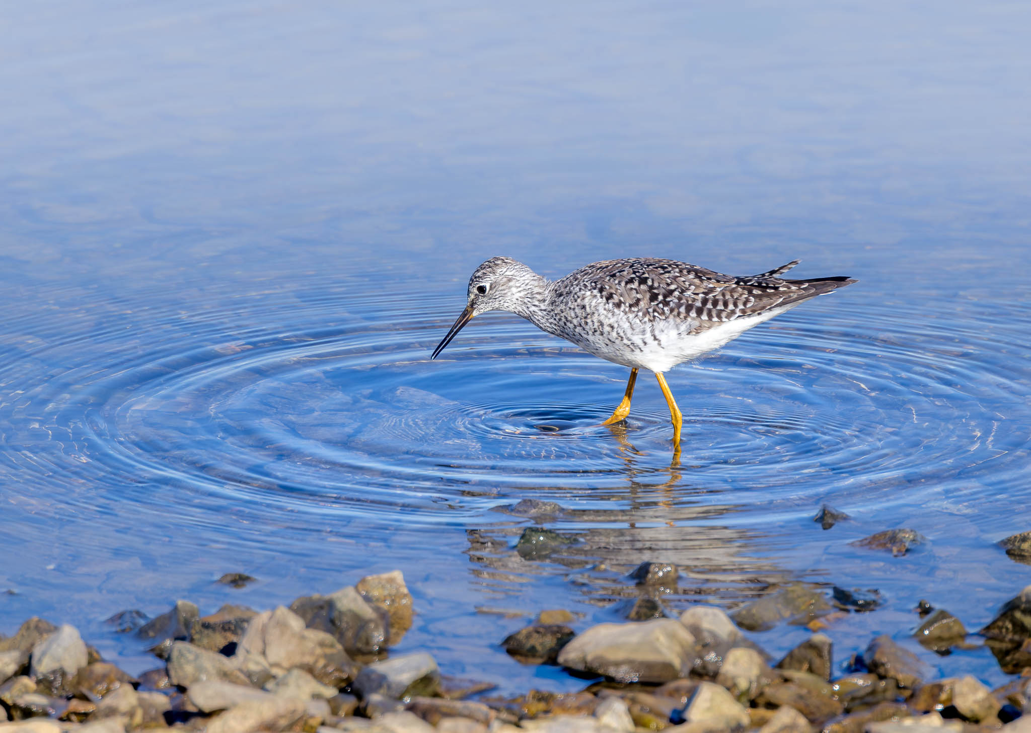 Lesser Yellowlegs
