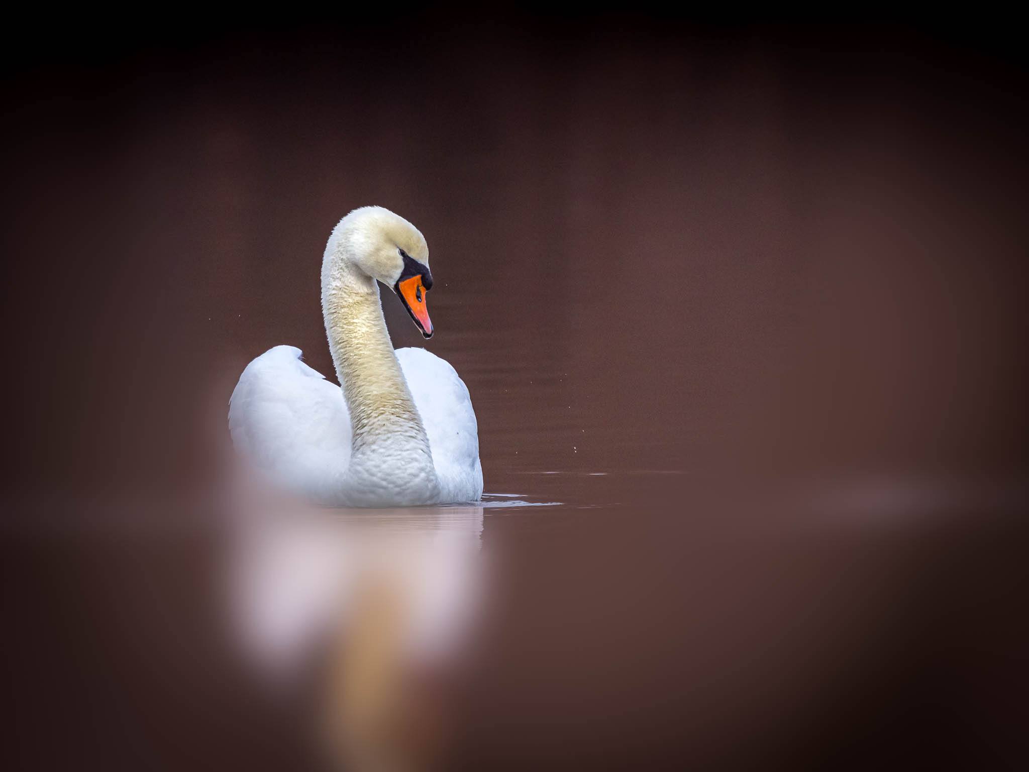 Mute Swan