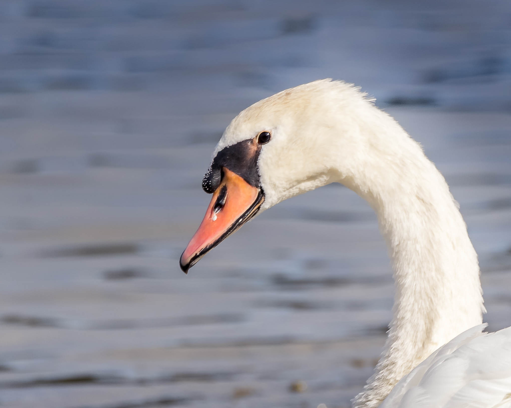 Mute Swan