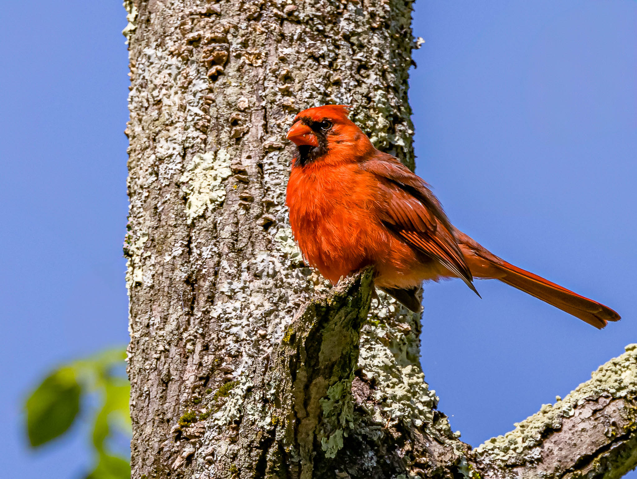 Northern Cardinal