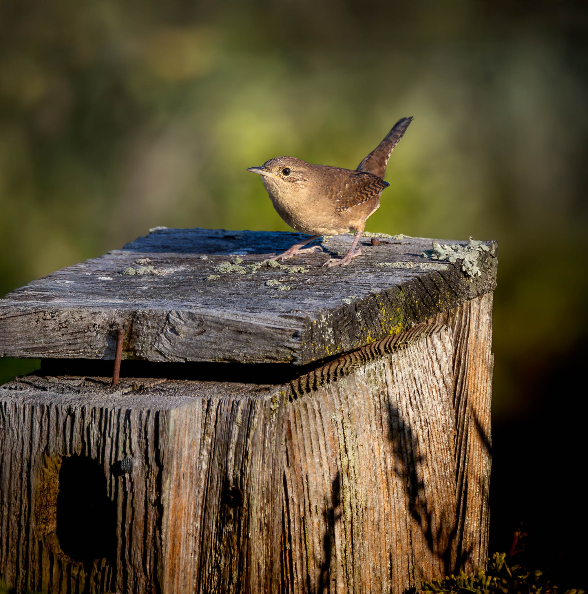 Northern House Wren